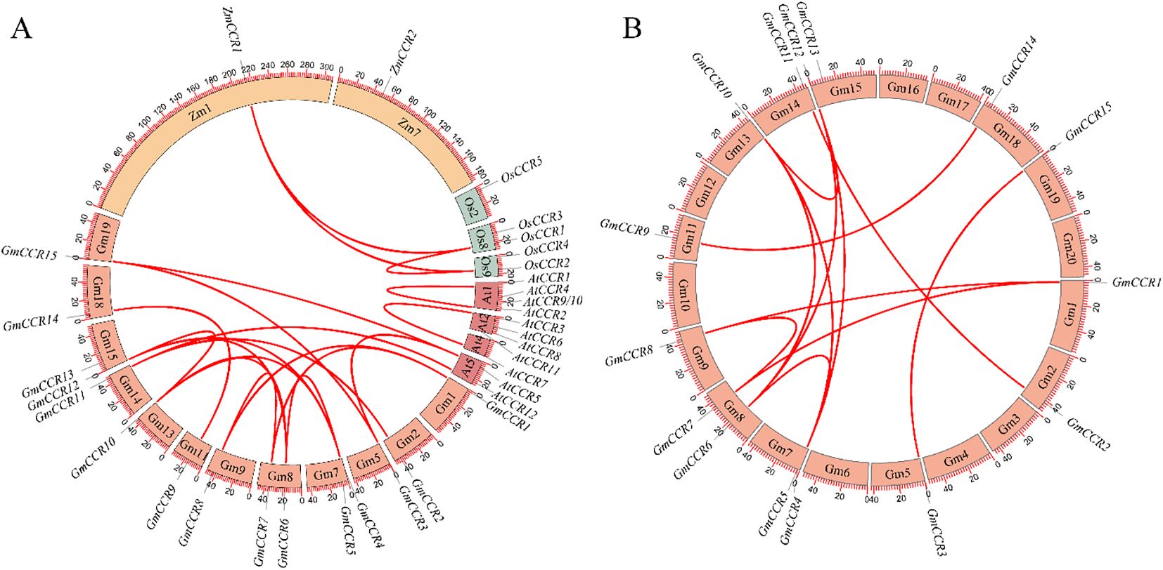 Circular diagrams labeled A and B display genomic data with multiple segments and interconnecting red lines representing relationships or interactions among gene sequences labeled such as Zm, Os, Gm, and At.
