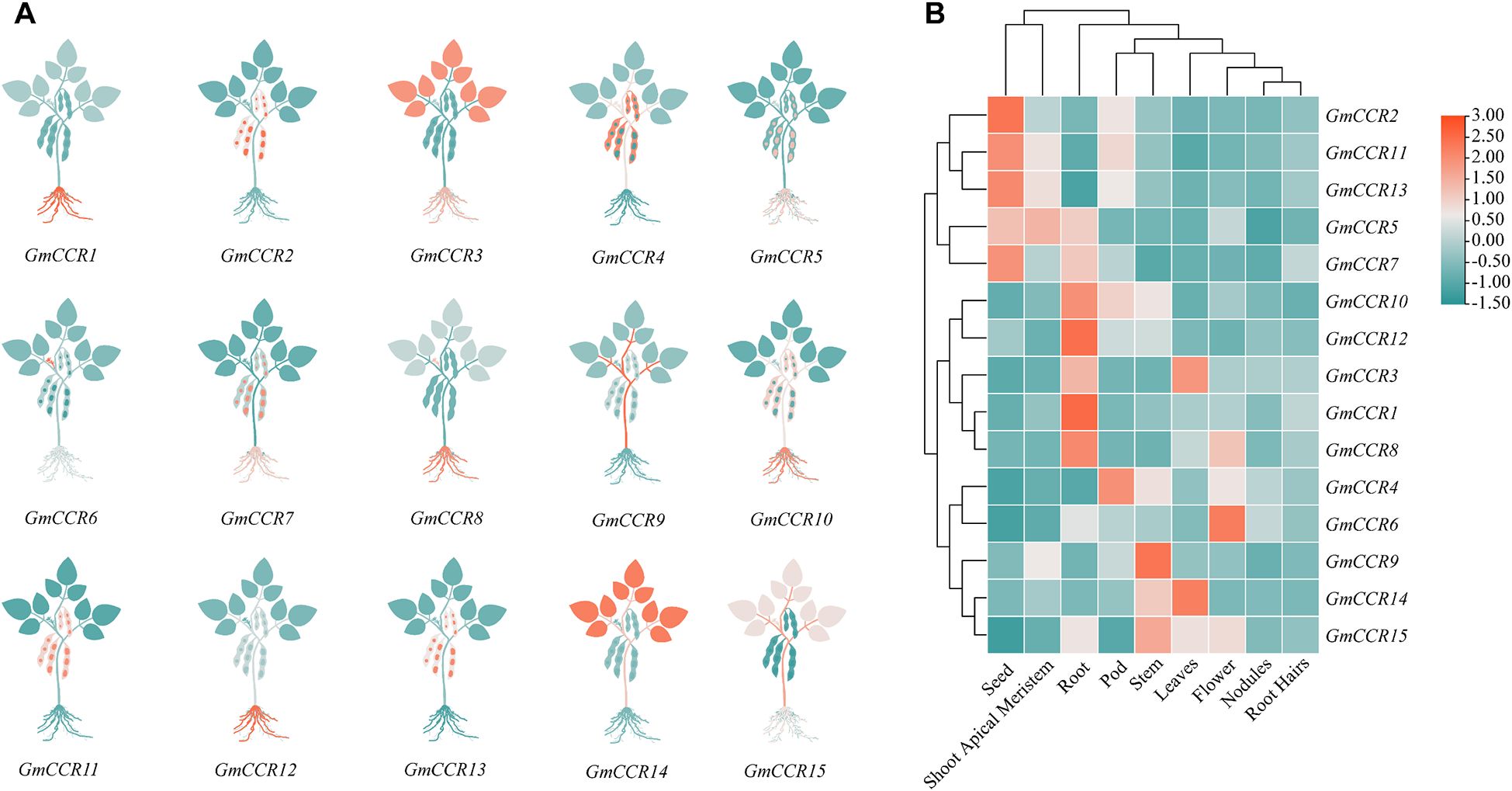 Illustrations of plants labeled GmCCR1 to GmCCR15, indicating expression levels in various plant parts. On the right, a heatmap shows gene expression levels, using colors from red to teal, across different tissues like seed, root, and leaves.