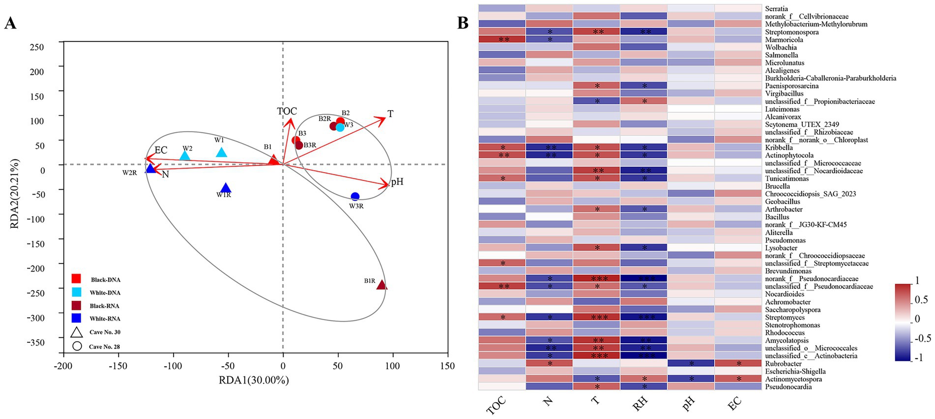 A dual-panel image shows A, a redundancy analysis (RDA) plot illustrating relationships between variables like TOC, T, and pH, with colored shapes representing different samples; and B, a heatmap displaying microbial genera responses to variables with a color gradient from blue to red indicating data intensity.