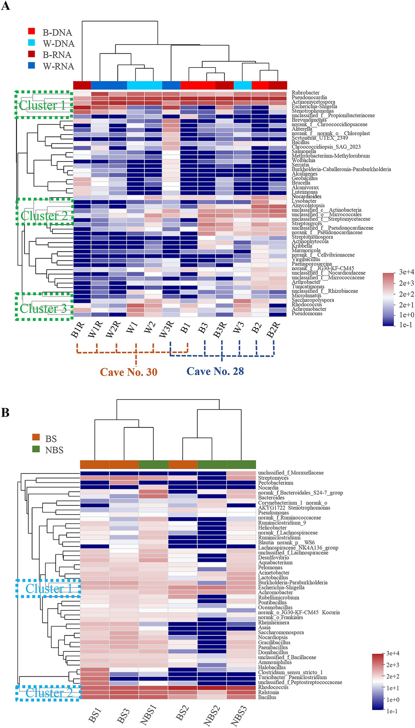 Hierarchical clustered heat maps display microbial communities. Image A shows samples from Caves No. 30 and 28, categorized into Clusters 1, 2, and 3, with DNA/RNA types color-coded. Image B compares BS and NBS samples, highlighting Clusters 2 and 3. Color gradients represent relative abundance levels.