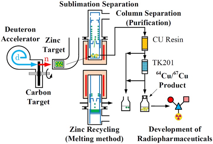 Diagram illustrating the production of copper isotopes for radiopharmaceuticals. It starts with a deuteron accelerator targeting carbon, producing neutrons. These neutrons interact with a zinc target, leading to sublimation and zinc recycling through melting. The column separation uses CU resin and TK201 to purify the isotopes \\(^64\\textCu/^67\\textCu\\). The final product is used in the development of radiopharmaceuticals.