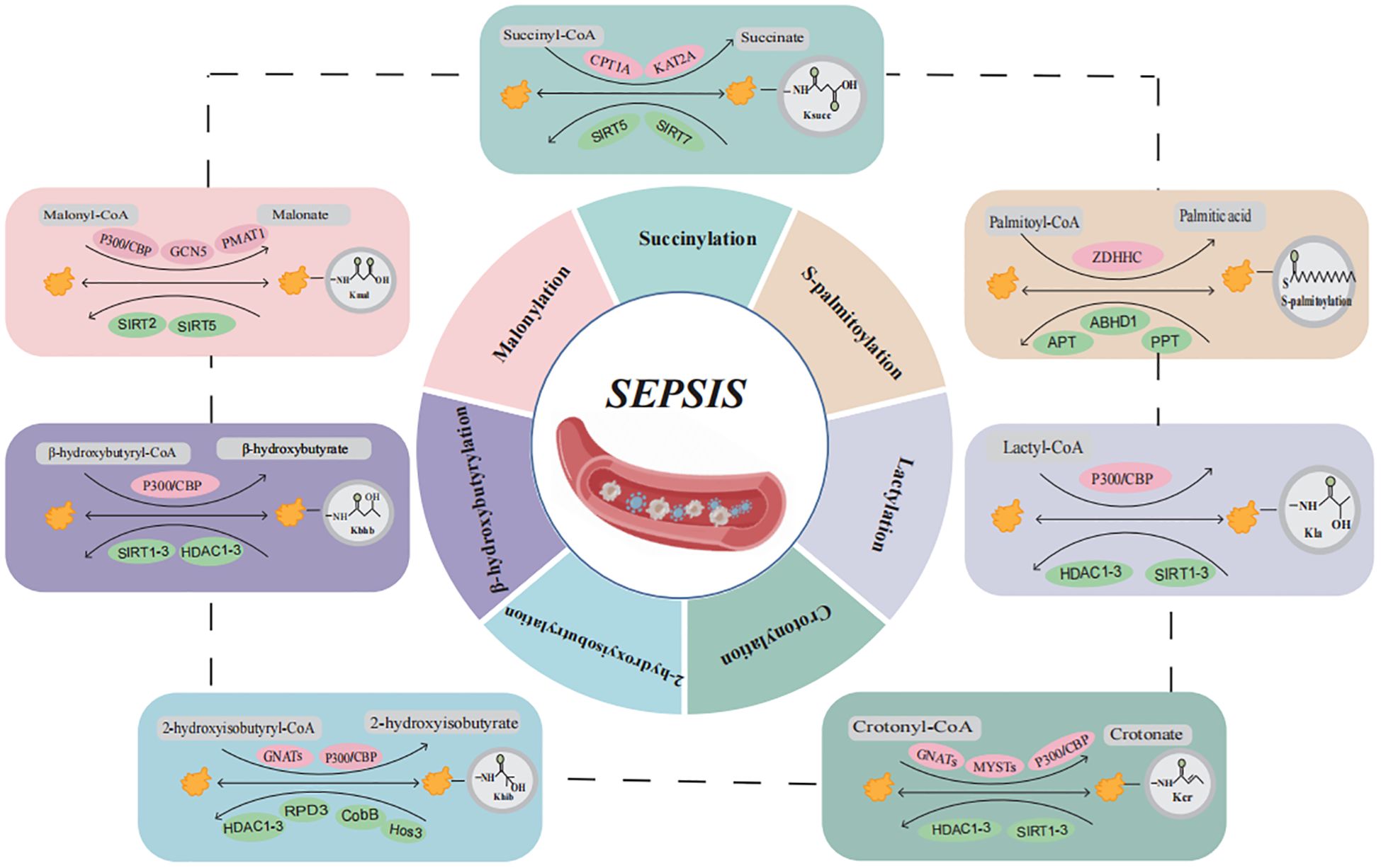 Diagram showing biochemical pathways related to sepsis. The central circle displays “SEPSIS” with an image of a blood vessel. Surrounding segments illustrate processes such as Malonylation, Succinylation, S-palmitoylation, Lactylation, 2-hydroxyisobutyrylation, β-hydroxybutyrylation, and Crotonylation. Each segment details specific enzymatic reactions and compounds involved in respective metabolic pathways.