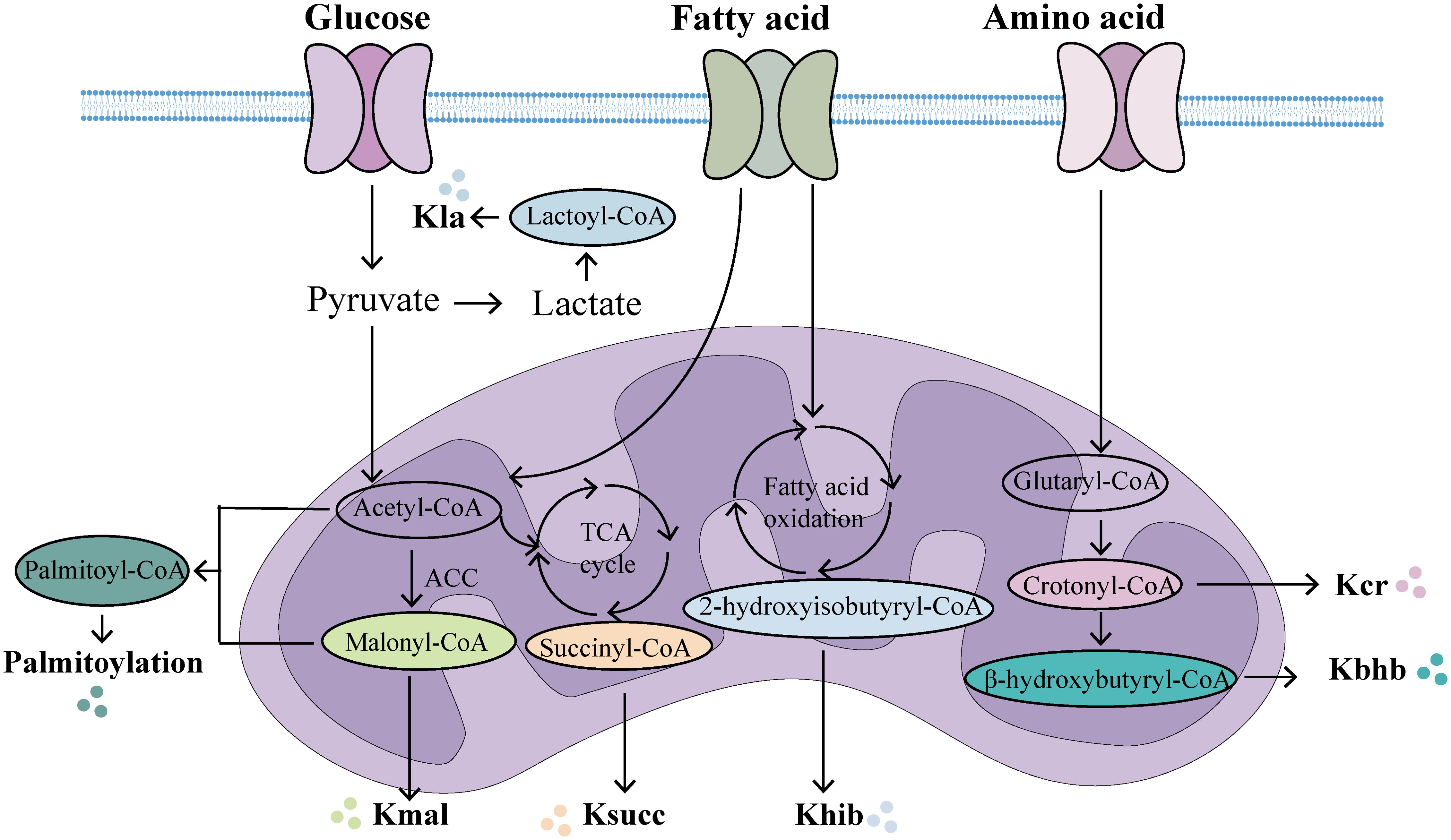 Diagram illustrating metabolic pathways involving glucose, fatty acids, and amino acids. Glucose converts to pyruvate, then lactate, forming lactoyl-CoA. Fatty acids undergo oxidation, forming 2-hydroxyisobutyryl-CoA. Amino acids involve conversions to glutaryl-CoA and crotonyl-CoA. Key molecules like acetyl-CoA, malonyl-CoA, succinyl-CoA, and beta-hydroxybutyryl-CoA participate in processes including the TCA cycle, palmitoylation, and several other metabolic transformations within mitochondria, indicated with arrows.