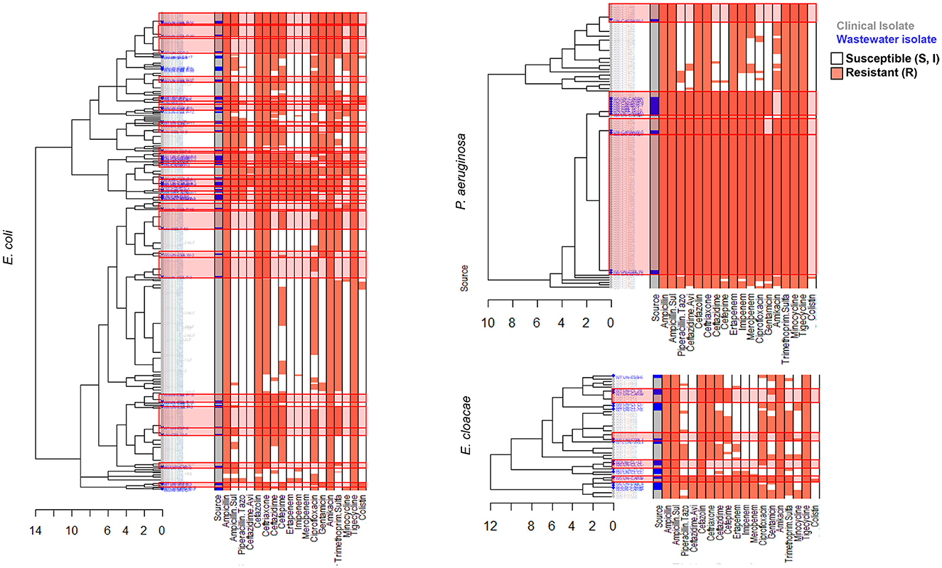 Dendrograms show antibiotic susceptibility patterns of wastewater and clinical E. coli, P. aeruginosa, and E. cloacae isolates. Red indicates resistance, blue indicates susceptibility and intermediate. Wastewater and clinical isolates are highlighted in blue and gray, respectively. AST phenotype clusters that include both clinical and wastewater isolates are highlighted in red rectangles. Antibiotics tested are listed at the bottom.