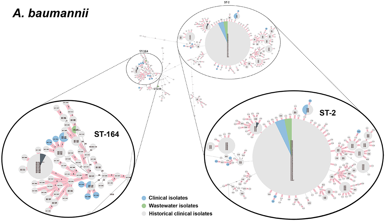 cgMLST-based minimum spanning trees of A. baumannii, focusing on ST-2 and ST-164 sequence types. Enlargements highlight the highly genetic relatedness between wastewater and clinical isolates. Nodes represent isolates: blue for clinical, green for wastewater, gray for historical clinical.