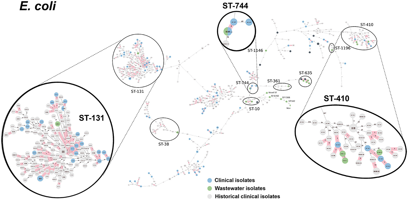 cgMLST-based minimum spanning trees of E. coli, focusing on ST-131, ST-744, and ST-410 sequence types. Enlargements highlight the highly genetic relatedness between wastewater and clinical isolates. Nodes represent isolates: blue for clinical, green for wastewater, gray for historical clinical.