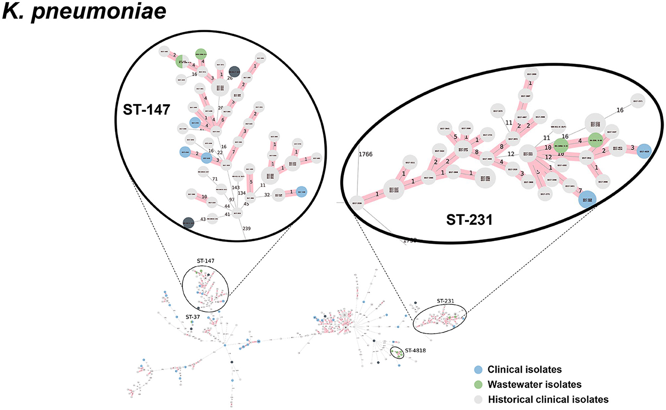 cgMLST-based minimum spanning trees of K. pneumoniae, focusing on ST-147 and ST-231 sequence types. Enlargements highlight the highly genetic relatedness between wastewater and clinical isolates. Nodes represent isolates: blue for clinical, green for wastewater, gray for historical clinical.