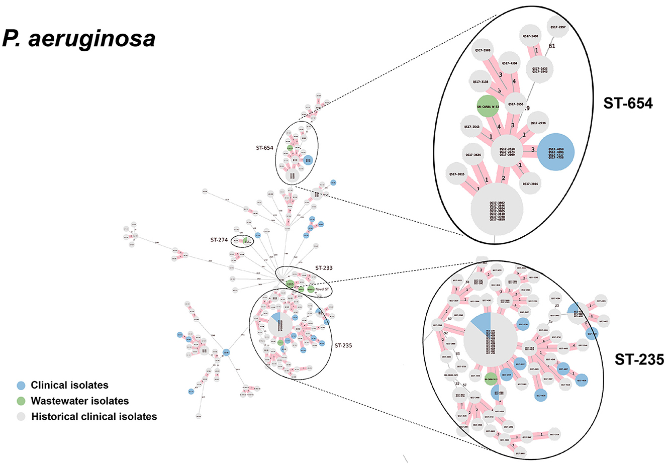 cgMLST-based minimum spanning trees of P. aeruginosa, focusing on ST-654 and ST-235 sequence types. Enlargements highlight the highly genetic relatedness between wastewater and clinical isolates. Nodes represent isolates: blue for clinical, green for wastewater, gray for historical clinical.