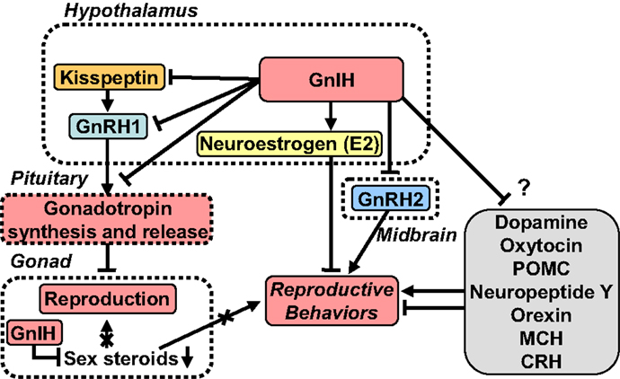 Knobil and Neill's Physiology of Reproduction | ScienceDirect