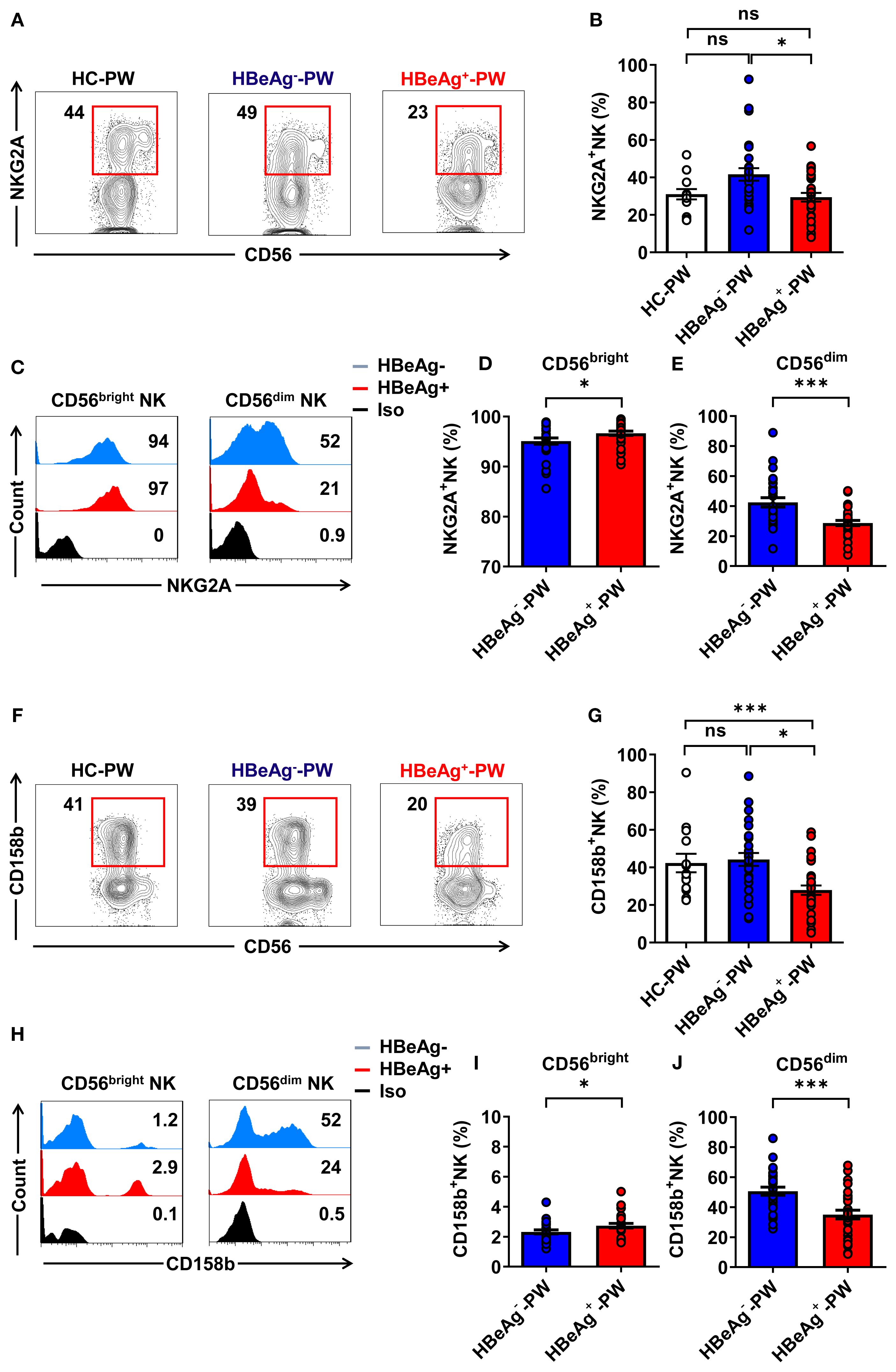 Flow cytometry analysis and bar graphs of NK cell markers in different patient groups. Panels A, F show CD56 vs NKG2A and CD56 vs CD158b plots for HC-PW, HBeAg-negative PW, and HBeAg-positive PW groups. Panels B, G compare percentages of NKG2A+ and CD158b+ NK cells with statistical significance indicated. Panels C, H present histograms of NKG2A and CD158b expression in CD56bright and CD56dim NK cells. Panels D, E, I, J display bar graphs comparing NKG2A+ and CD158b+ percentages within CD56bright and CD56dim subpopulations, with statistical significance noted.
