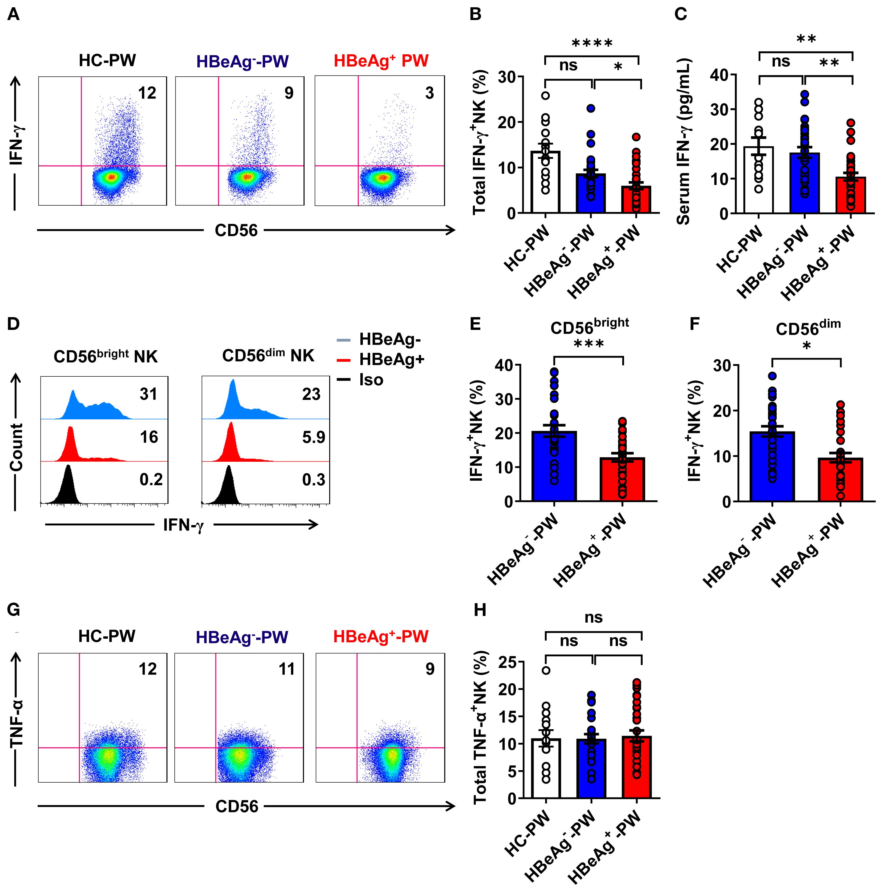 Flow cytometry and bar graph data comparing natural killer (NK) cell responses among healthy controls (HC-PW), HBeAg-negative (HBeAg- PW), and HBeAg-positive (HBeAg+ PW) individuals. Panels A and G display dot plots showing IFN-γ and TNF-α levels. Panels B, C, and H present bar graphs of total IFN-γ and TNF-α NK percentages and serum IFN-γ. Panel D shows histograms with CD56bright and CD56dim NK counts. Panels E and F depict IFN-γ NK percentages in CD56bright and CD56dim subpopulations. Significance is noted with asterisks; “ns” indicates no significance.