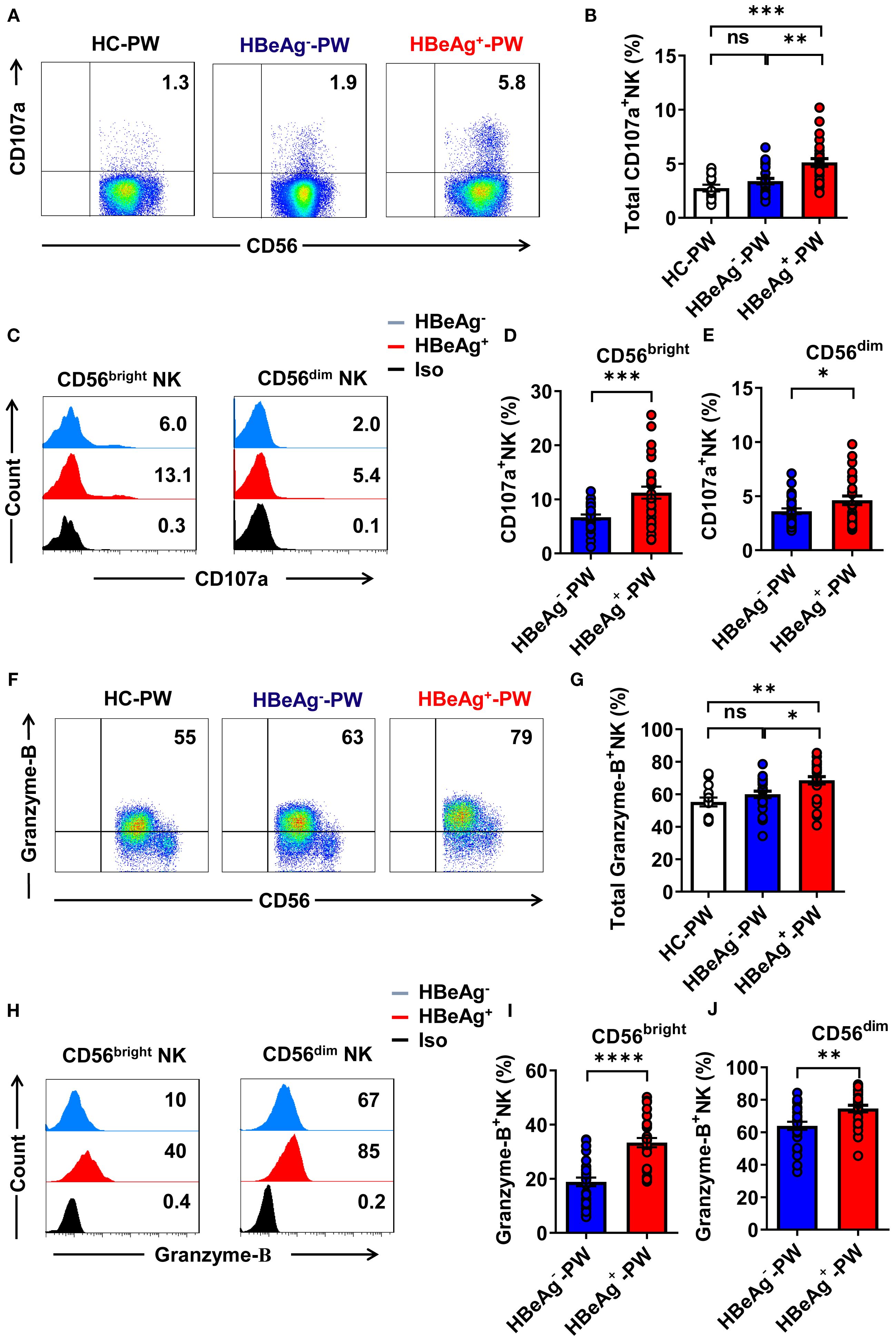 Flow cytometry data comparing CD107a and Granzyme-B expression in CD56^bright and CD56^dim NK cells among HC-PW, HBeAg^-PW, and HBeAg^+PW groups. Panel A and F show dot plots of CD107a and Granzyme-B expression. Panels B, D, G, and I display bar graphs with statistical significance markers ns, *, **, ***, ****. Panels C and H present histograms of CD107a and Granzyme-B expression. The data highlight differences in NK cell activation and function across the three groups.