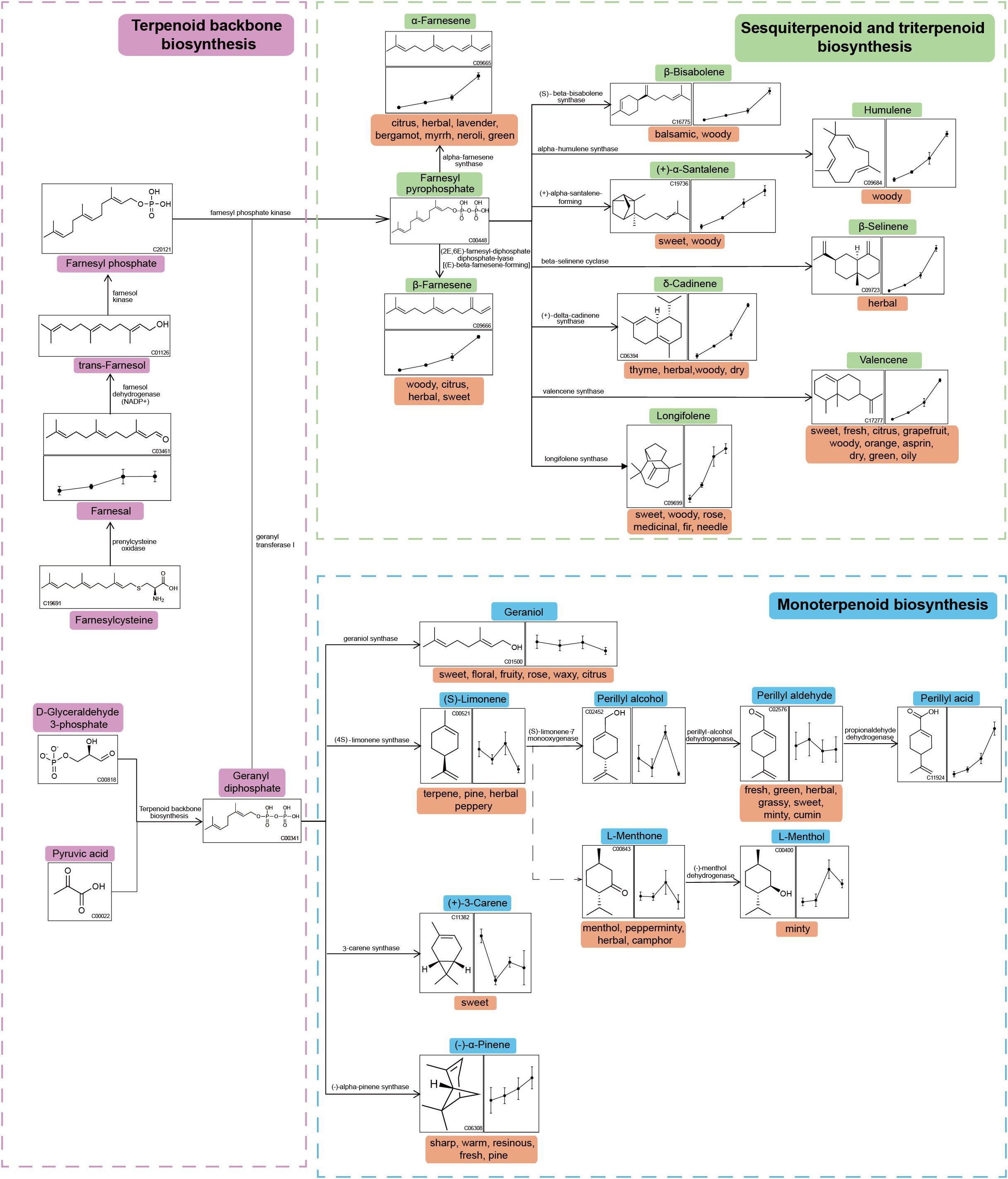 Diagram of terpenoid biosynthesis pathways. The left section shows terpenoid backbone biosynthesis with compounds such as farnesyl phosphate and geranyl diphosphate. The top right section illustrates sesquiterpenoid and triterpenoid biosynthesis including compounds like β-bisabolene and humulene. The bottom right section presents monoterpenoid biosynthesis featuring geraniol, (S)-limonene, and L-menthone. Each pathway includes chemical structures, synthesis enzymes, and associated fragrances or flavors.