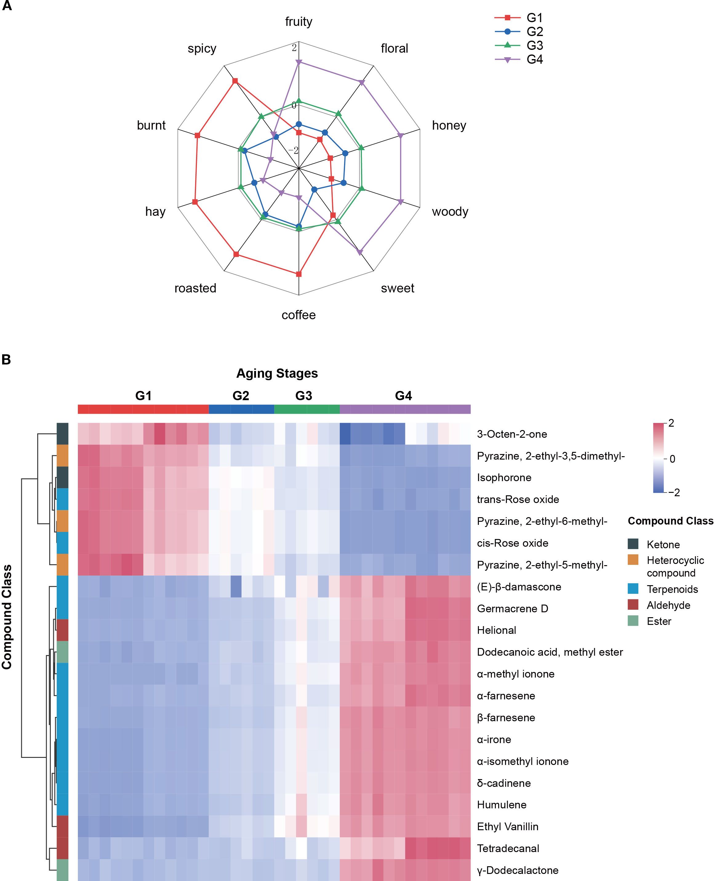Polar chart (A) and heatmap (B) showing aroma compound analysis. The polar chart illustrates the sensory profiles of four groups (G1, G2, G3, G4) across nine attributes like fruity, floral, and coffee. The heatmap displays the concentration of various aroma compounds for these groups, with color indicating intensity, ranging from red (high) to blue (low). Compounds are categorized into classes such as ketones, terpenoids, and aldehydes.