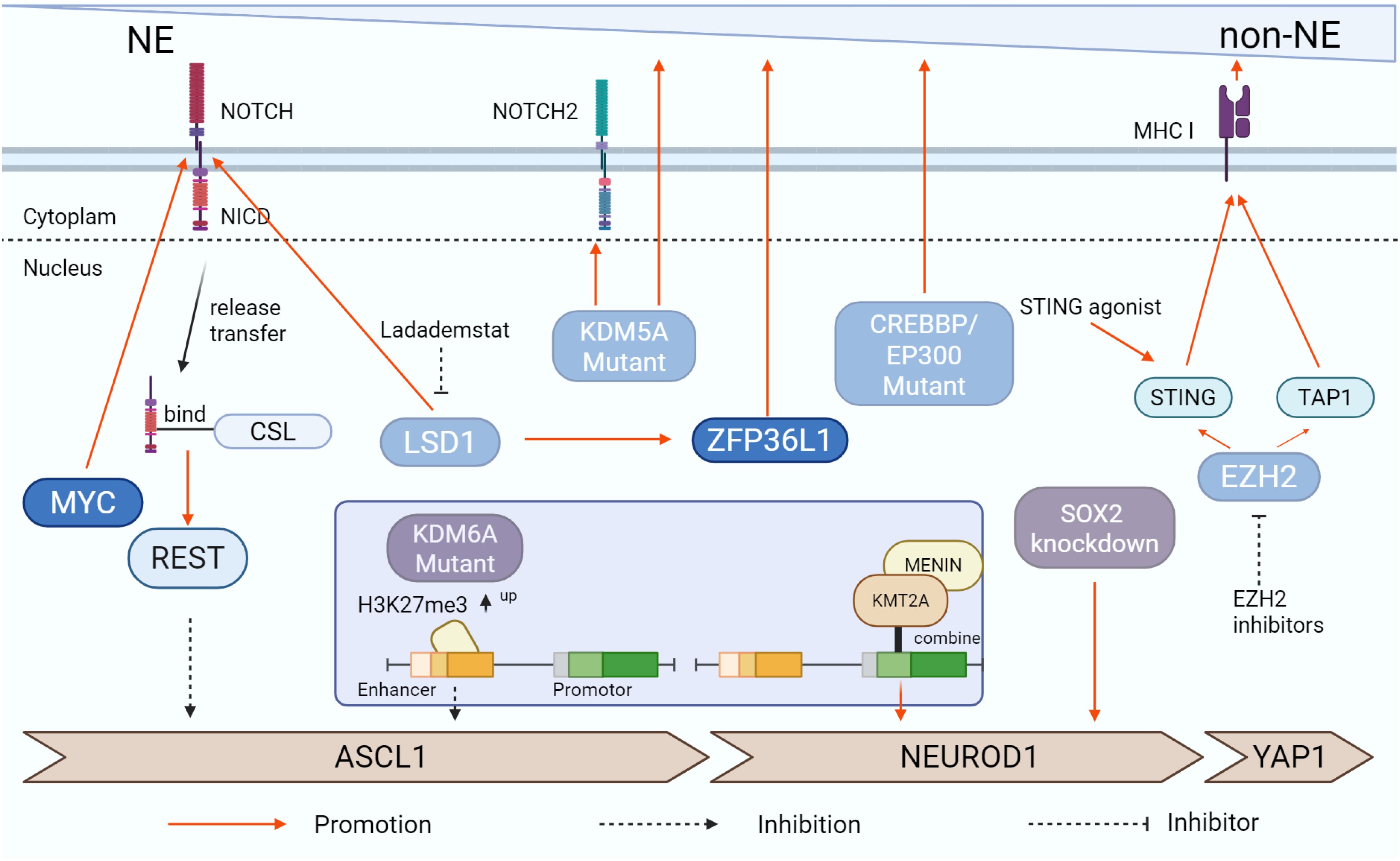 Pathway diagram illustrating interactions between various proteins and molecules in NE and non-NE cells. Key proteins include NOTCH, NICD, MYC, REST, and EZH2. The diagram shows activation and inhibition pathways, including promotion by KDM5A and CREBBP/EP300 mutants, as well as interactions involving STING agonists and SOX2 knockdown. The involvement of LSD1, ZFP36L1, and various genetic modifiers is highlighted. Arrows indicate promotion, inhibition, and binding relationships.