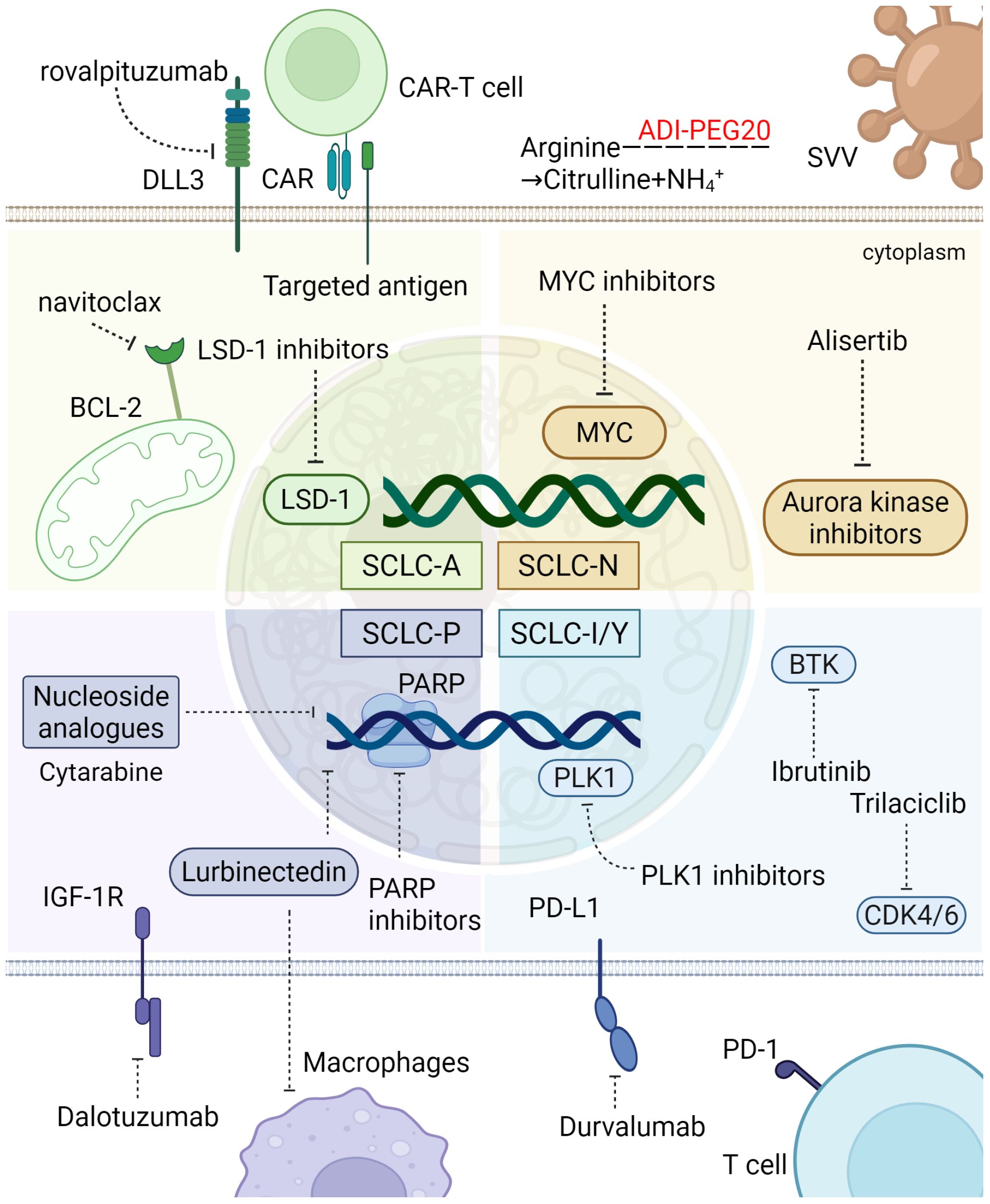 Diagram illustrating various therapeutic targets and inhibitors for small cell lung cancer (SCLC). It includes CAR-T cells targeting DLL3, MYC and LSD-1 inhibitors, Aurora kinase inhibitors, and several others like IGF-1R, PD-L1, and PD-1. Lurbinectedin and nucleoside analogues are shown as therapeutic agents. Different SCLC subtypes are indicated: SCLC-A, SCLC-N, SCLC-P, SCLC-I/Y. This visual highlights pathways and drugs involved in SCLC treatment strategies.