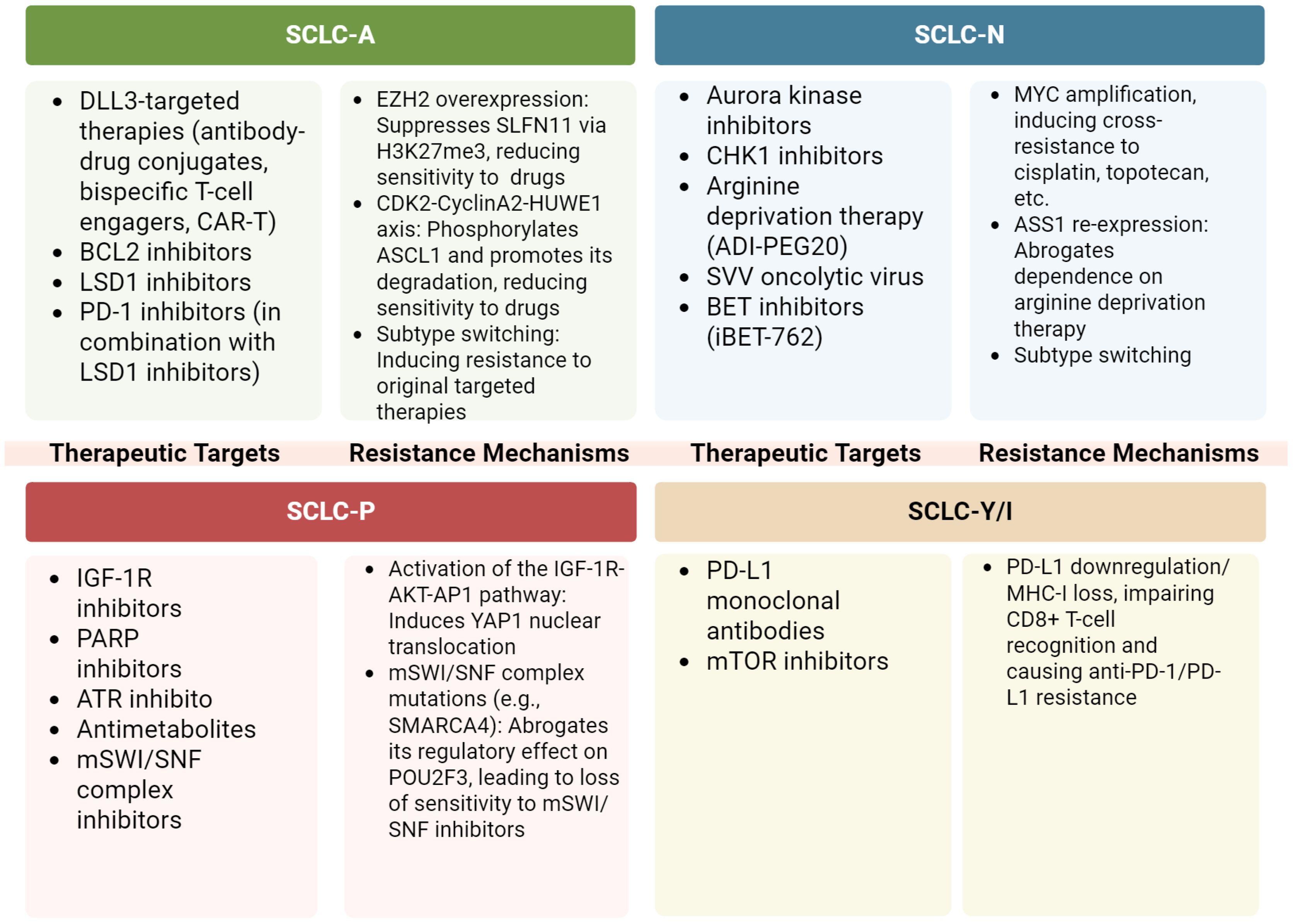 Chart outlining therapeutic targets and resistance mechanisms for different SCLC subtypes. SCLC-A targets include DLL3-targeted therapies and BCL2 inhibitors; resistance involves overexpression and subtype switching. SCLC-N targets include Aurora kinase inhibitors; resistance includes MYC amplification. SCLC-P targets include IGF-1R inhibitors; resistance involves IGF-1R-AKT-AP1 pathway activation. SCLC-Y/I targets include PD-L1 monoclonal antibodies; resistance involves PD-L1 downregulation.