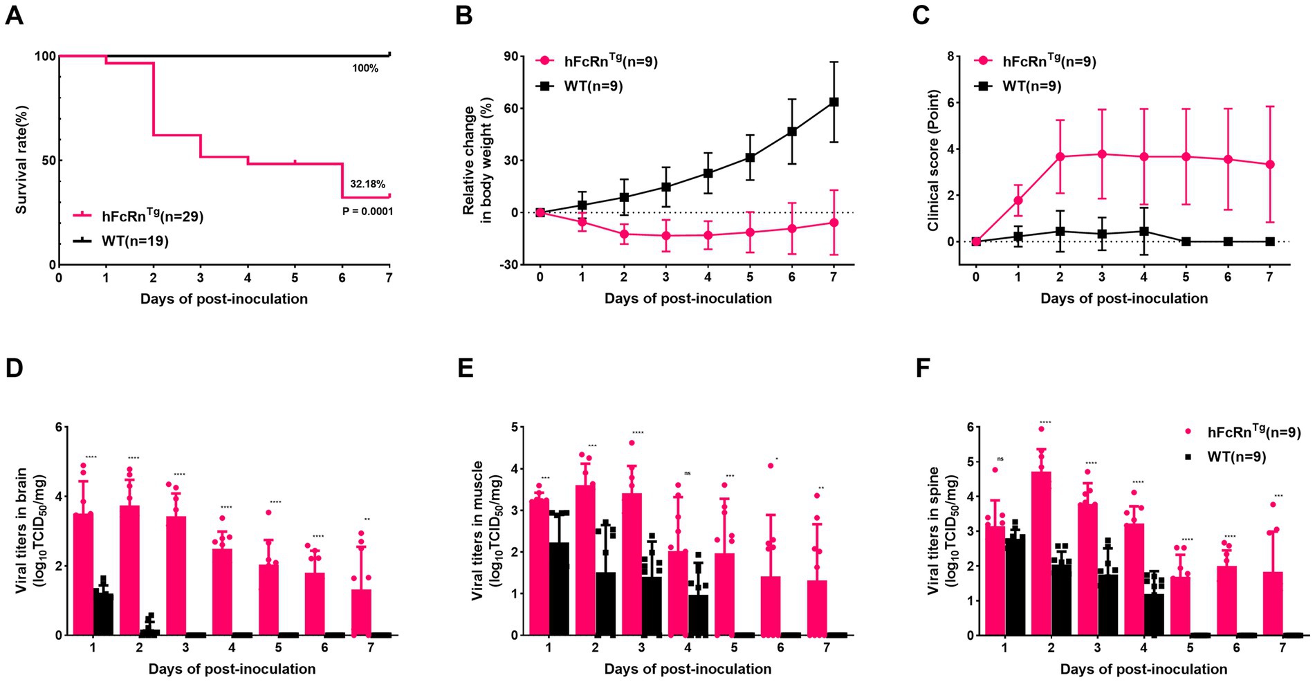 Graphs showing experimental data comparing hFcRnTg and WT groups over seven days post-inoculation. Graph A: Survival rate, with significant difference noted (hFcRnTg at 32.18% and WT at 100%). Graph B: Relative change in body weight, with WT increasing sharply compared to hFcRnTg. Graph C: Clinical score higher in hFcRnTg. Graphs D, E, F: Viral titers in brain, muscle, and spine, respectively, showing higher levels in hFcRnTg across days, with statistical significance noted.