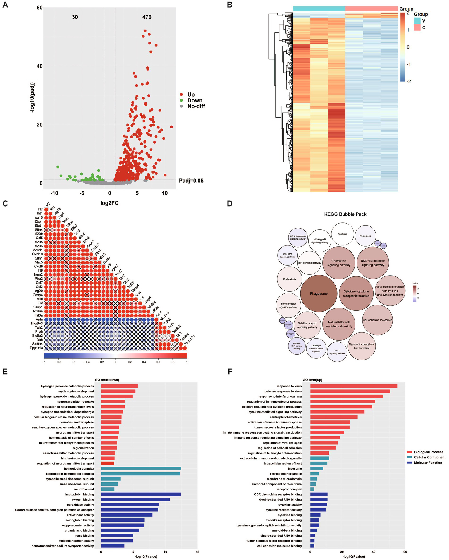 Panel A shows a volcano plot with red and green dots representing upregulated and downregulated genes, respectively. Panel B is a heatmap clustering gene expression for two groups, V and C. Panel C presents a correlation matrix with various gene expressions, using color intensity and circle size to indicate correlation strength. Panel D features a KEGG pathway bubble chart with larger bubbles indicating more significant pathways, such as the phagosome. Panels E and F depict bar graphs of gene ontology terms for downregulated and upregulated genes, respectively, categorized into biological processes, cellular components, and molecular functions.