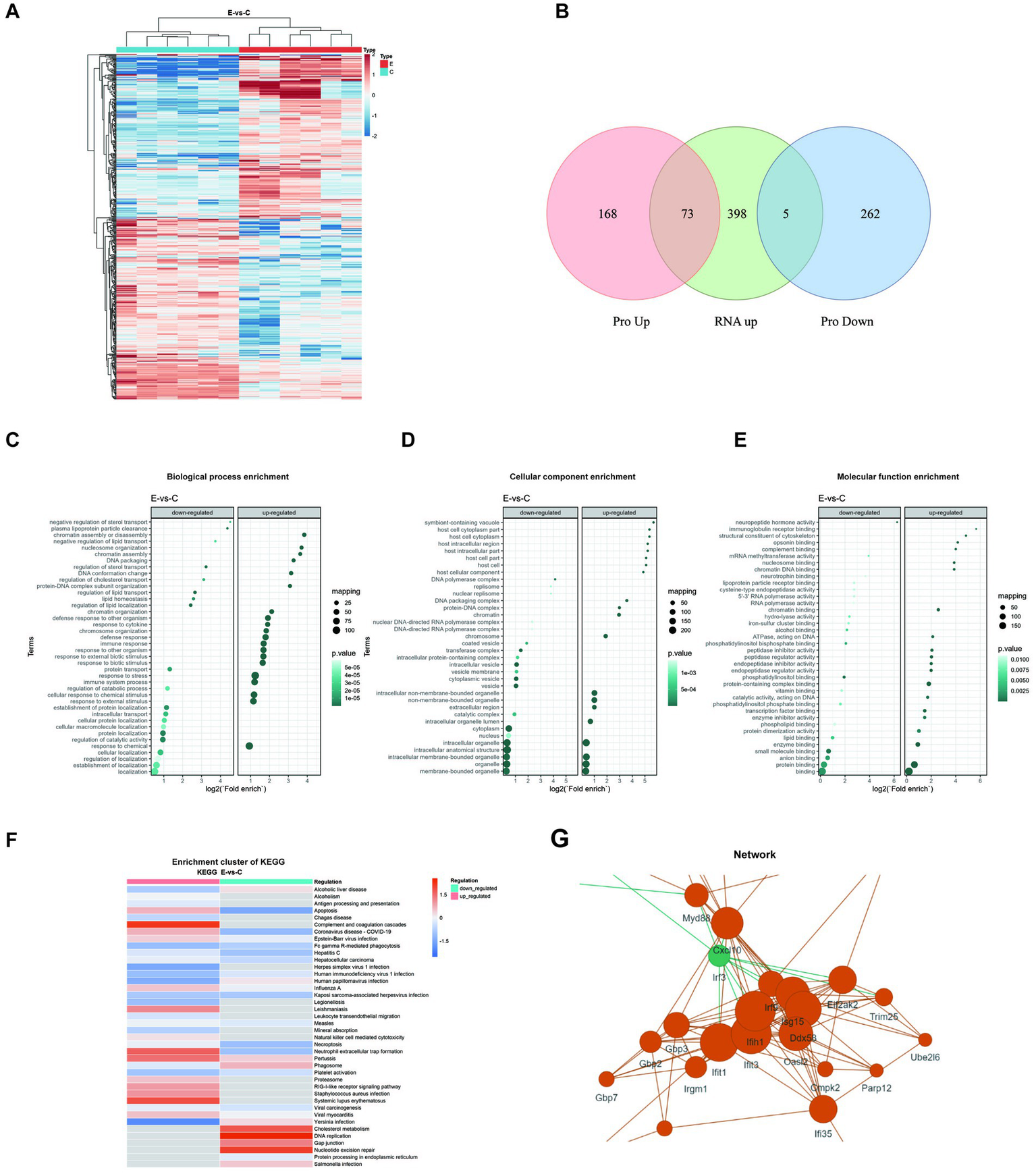 Panel A shows a heatmap with hierarchical clustering of gene expression data. Panel B is a Venn diagram displaying overlaps among "Pro Up," "RNA Up," and "Pro Down" categories. Panels C, D, and E include dot plots illustrating biological process, cellular component, and molecular function enrichment, respectively, with varying p-values indicating significance. Panel F features a heatmap of KEGG pathway enrichment clusters with color-coded values. Panel G presents a network diagram of gene interactions, highlighting key nodes with varying circle sizes representing connectivity.