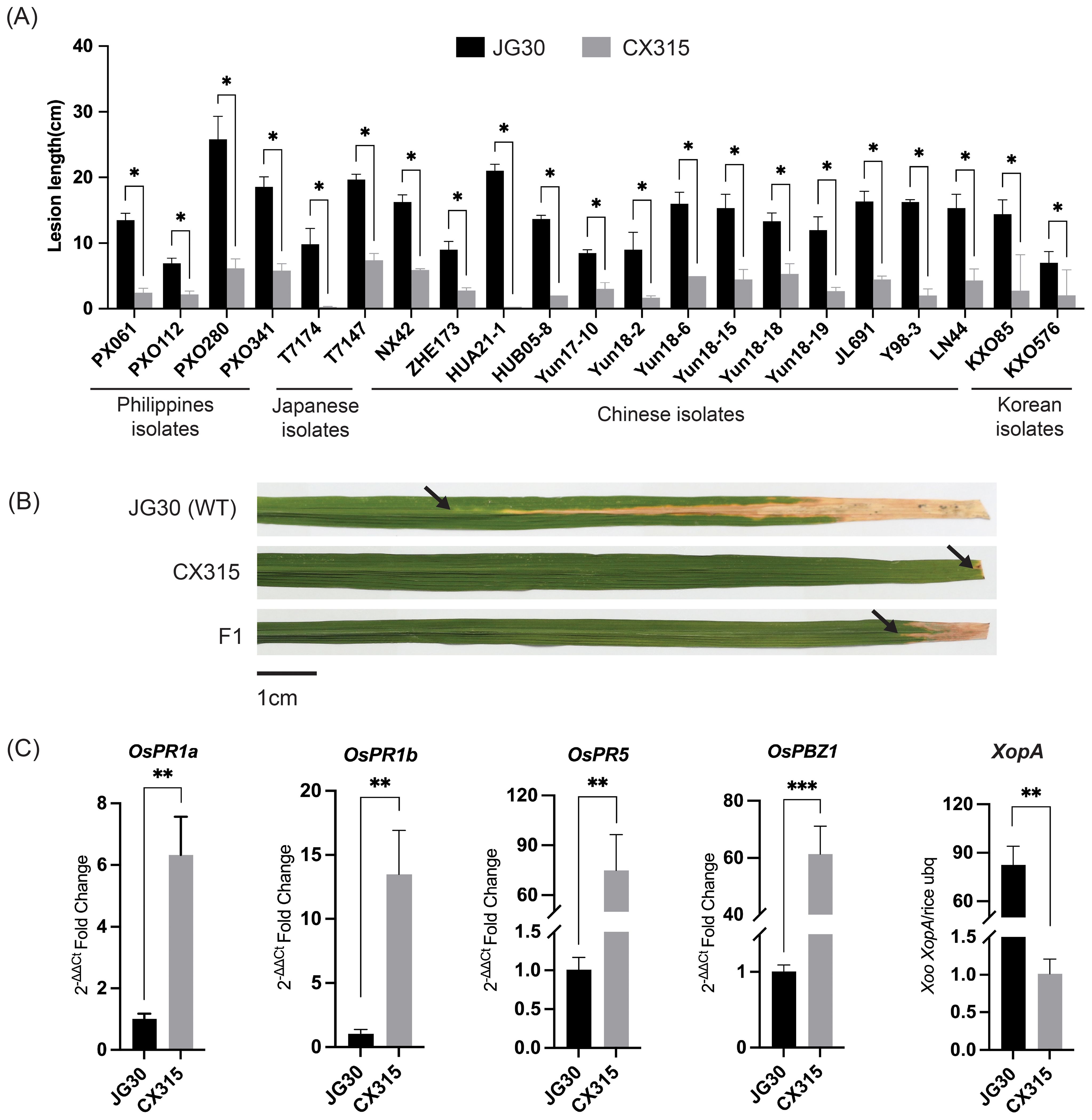 (A) Bar graph comparing lesion lengths in different rice isolates from the Philippines, Japan, China, and Korea, with JG30 and CX315 variants, showing significant differences. (B) Three rice leaves labeled JG30 (WT), CX315, and F1, displaying lesions with arrows indicating affected areas. (C) Bar graphs illustrate gene expression changes for OsPR1a, OsPR1b, OsPR5, OsPBZ1, and XopA between JG30 and CX315, showing significant fold changes. Scale bars indicate 1 cm.