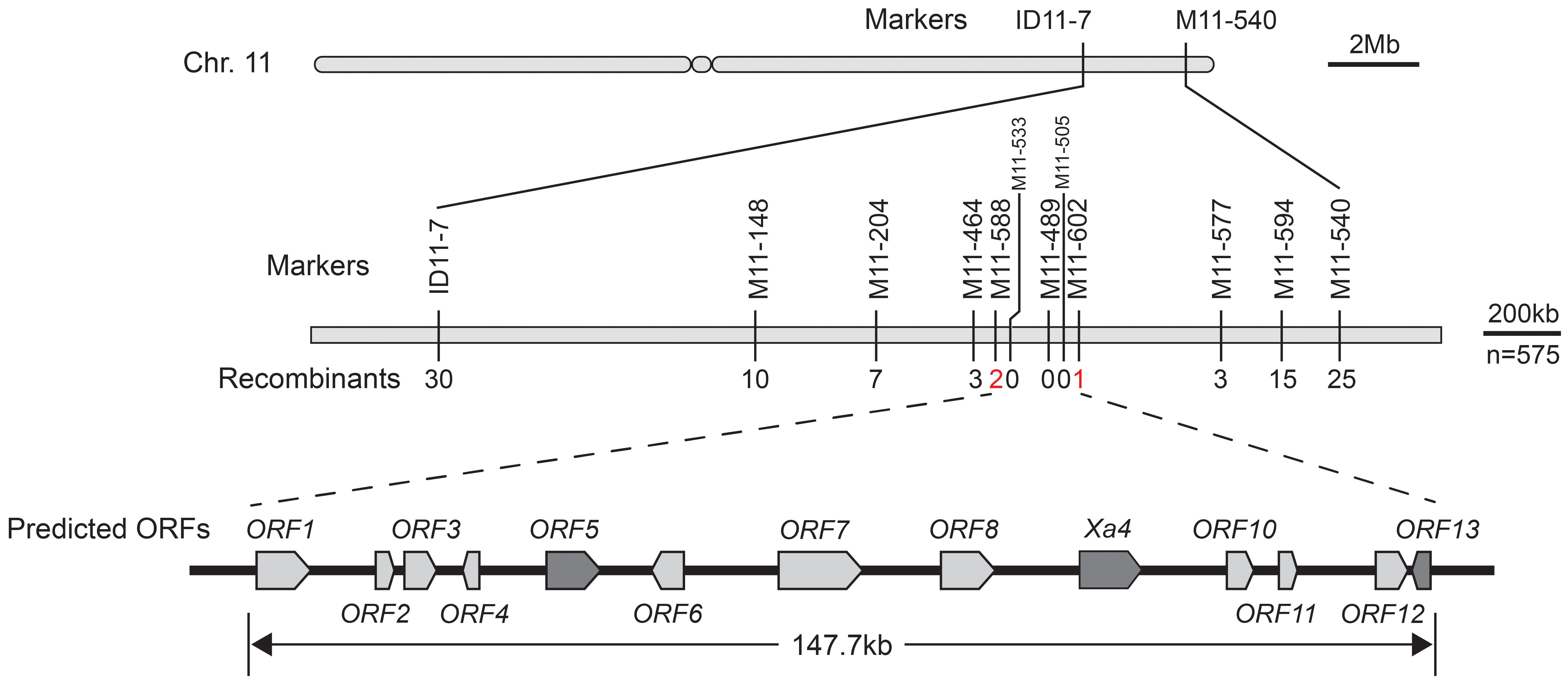 Diagram showing genetic mapping on chromosome 11, highlighting markers ID11-7 to M11-540 with positions and recombinant counts. Below, predicted open reading frames ORF1 to ORF13, including Xa4, are displayed over 147.7 kilobases. Scale bars indicate 2 megabases and 200 kilobases, with n equals 575.
