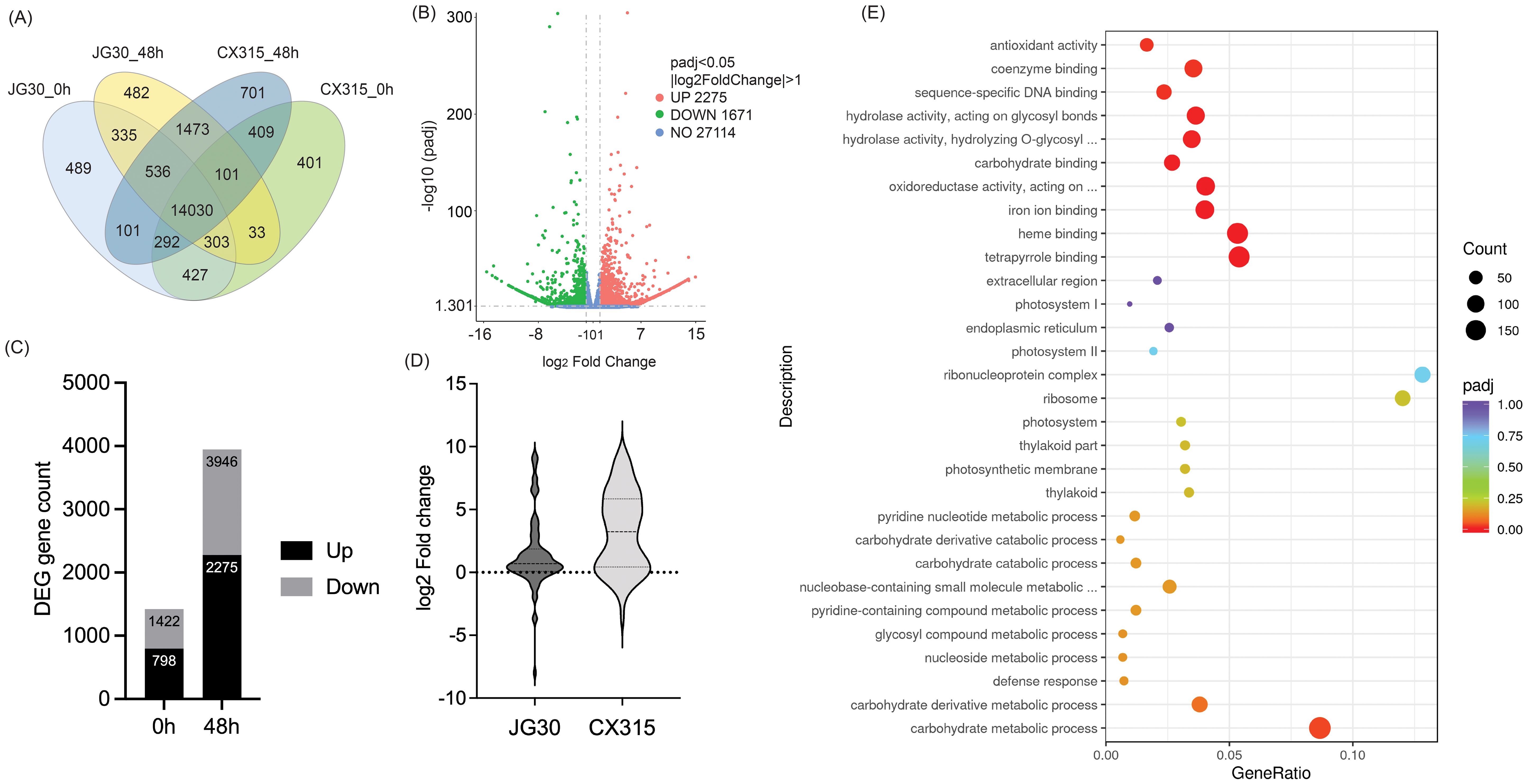 A series of scientific graphs display gene expression data. (A) Venn diagram shows shared and unique gene counts among four conditions. (B) Volcano plot highlights gene expression changes with up-regulated genes in red and down-regulated ones in green. (C) Bar graph presents differentially expressed gene counts at 0 and 48 hours, categorized by up and down regulation. (D) Violin plot compares log2 fold change in two conditions, JG30 and CX315. (E) Bubble chart illustrates enriched gene ontologies, with bubble size representing count and color indicating significance (padj).