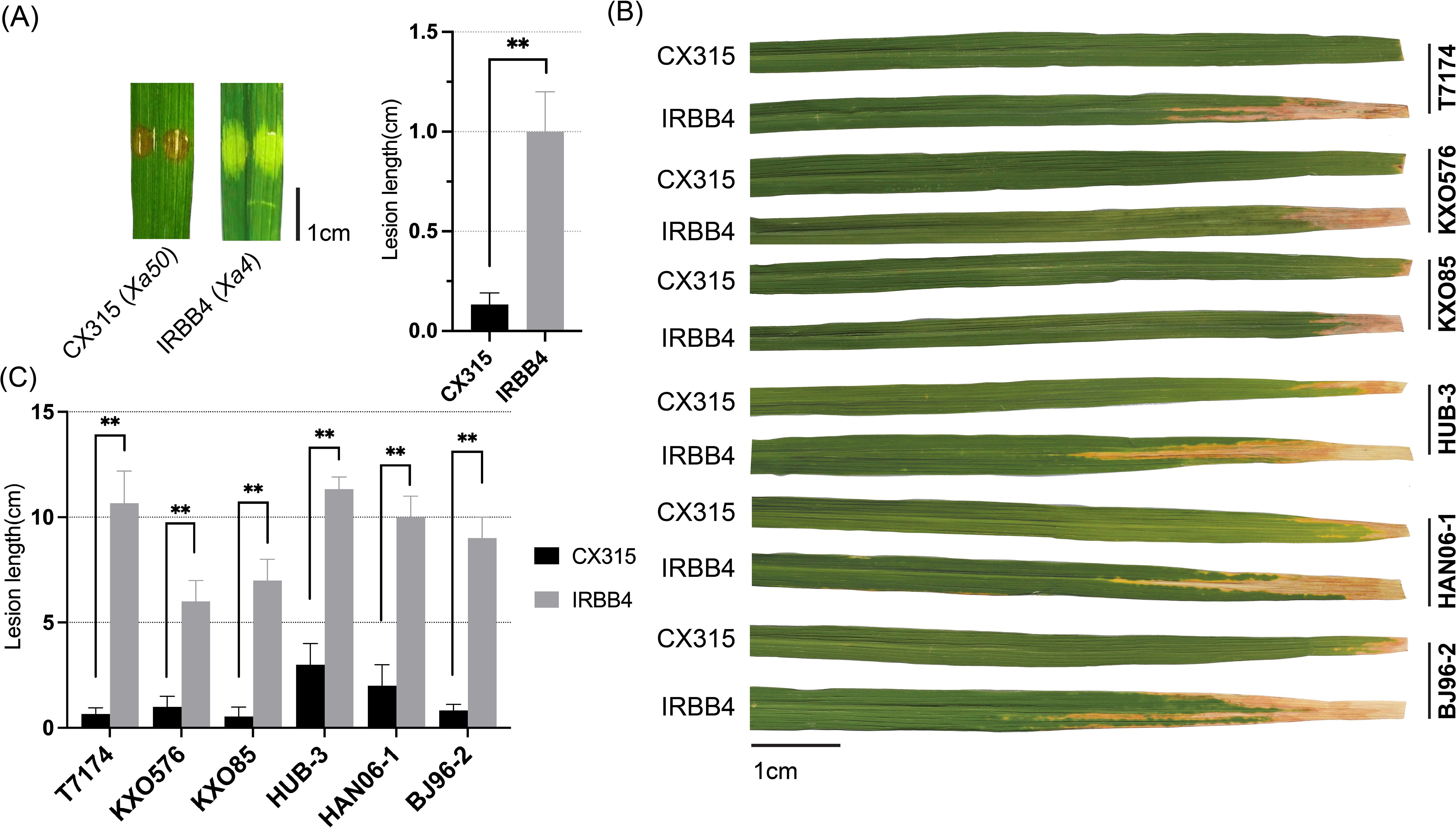 (A) Two rice leaf sections show lesions on CX315 (Xa50) and IRBB4 (Xa4). A bar graph compares lesion lengths, with IRBB4 showing longer lesions. (B) Several rice leaves display infection differences between CX315 and IRBB4 across various strains. (C) Another bar graph shows lesion length variations for different strains, with IRBB4 consistently having longer lesions than CX315. Scale bars indicate 1 cm.