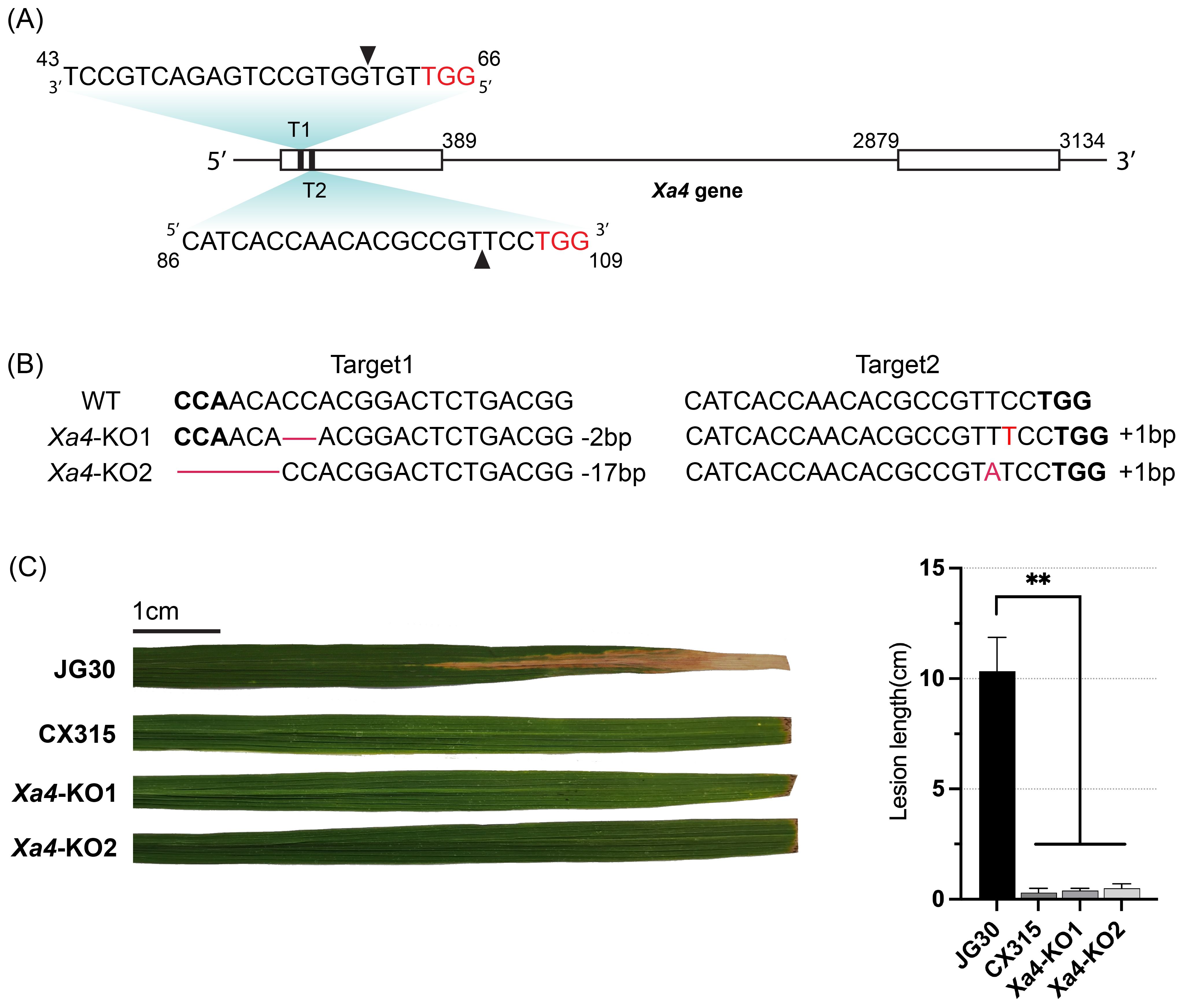 Diagram illustrating Xa4 gene targeting and lesion lengths. (A) Schematic of Xa4 gene with target sites T1 and T2, including specific sequences and positions. (B) Table showing wild type (WT) and knockout (KO) variations for two targets, with nucleotide changes and their effects. (C) Image of four plant leaves (JG30, CX315, Xa4-KO1, Xa4-KO2) with a graph showing lesion lengths, indicating significant reduction in KO lines compared to controls (JG30).