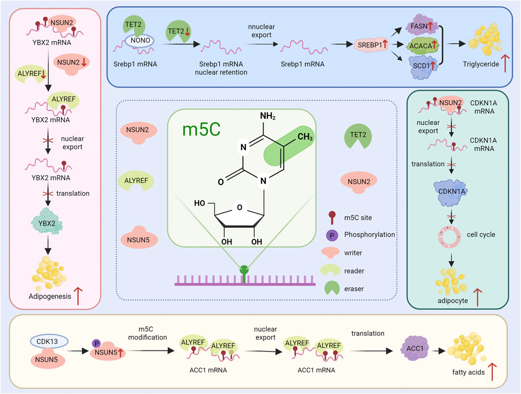 Diagram illustrating the role of m5C in various cellular processes. The central section highlights the m5C chemical structure. Arrows indicate pathways and relationships between mRNA modification, nuclear export, translation, and cellular functions like adipogenesis and triglyceride production. Involvement of enzymes such as NSUN2, NSUN5, TET2, and elements like ALYREF in these pathways is shown. Color-coded shapes represent different molecular functions, including writers, readers, and erasers. The flow connects mRNA processing to outcomes like cell cycle regulation, fatty acid synthesis, and cell differentiation.