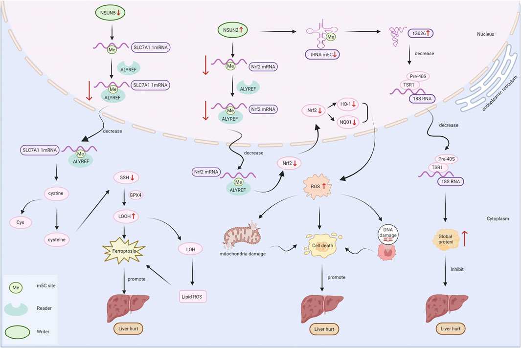 Diagram illustrating molecular pathways and interactions influencing liver damage. Key elements include reduced NSUN5 and elevated NSUN2 affecting mRNA, signaling pathways impacting GSH, ROS, and Nrf2, promoting ferroptosis and cell death. The process leads to mitochondrial damage, lipid ROS increase, and protein synthesis inhibition. Various molecular interactions are shown between nucleus and cytoplasm, emphasizing liver injury.