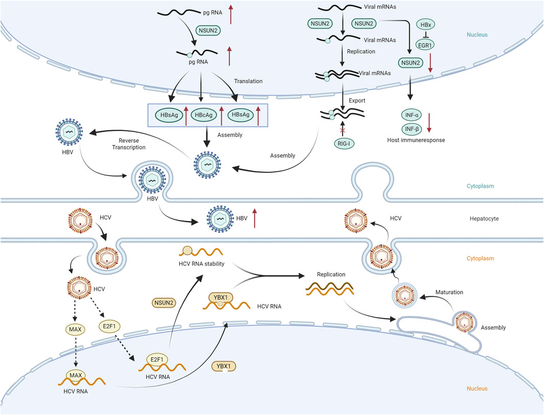 Diagram illustrating the processes of HBV and HCV within a cell. The upper section shows HBV replication and assembly involving pg RNA, NSUN2, and proteins like HBsAg. Arrows indicate RNA processes and immune response interactions. The lower section details HCV assembly and replication involving HCV RNA stability, proteins like YBX1 and E2F1, and interactions in the nucleus and cytoplasm. Key processes include translation, export, reverse transcription, and immune response, with annotations for components like HBV, HCV, and RNA stability.