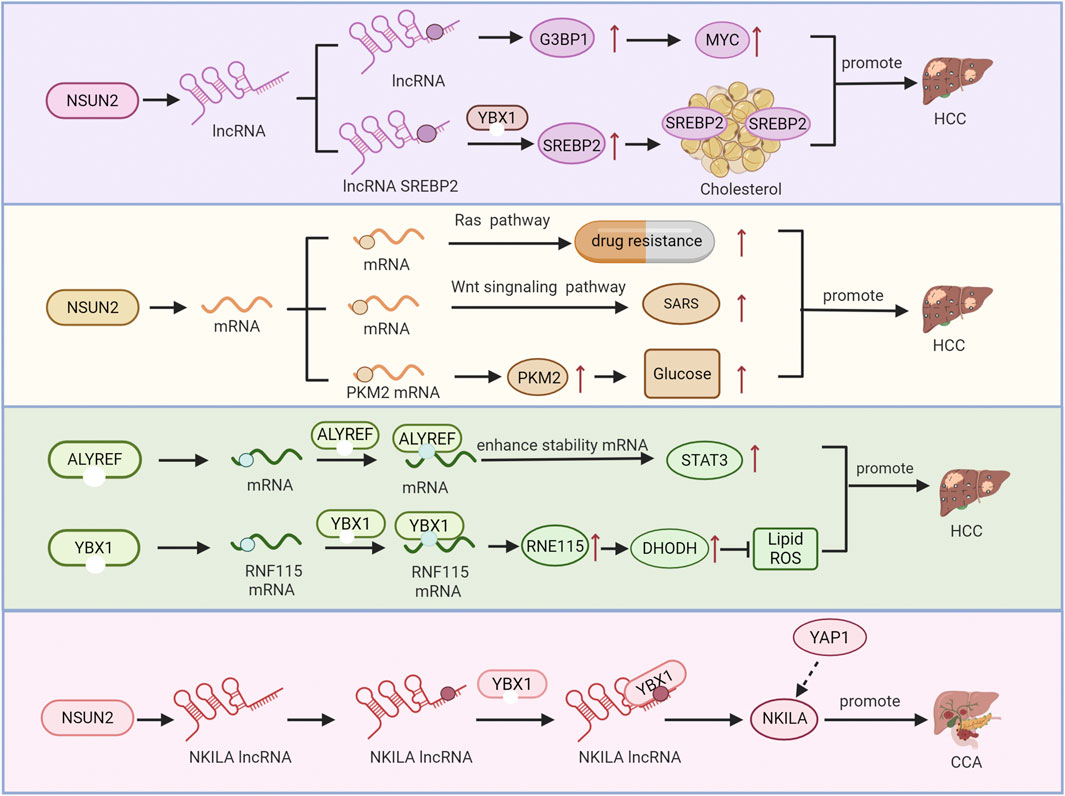 Diagram illustrating the roles of NSUN2, ALYREF, and YBX1 in promoting cancer processes. NSUN2 interacts with lncRNA and mRNA, affecting pathways like cholesterol and glucose metabolism, which promote HCC. ALYREF enhances mRNA stability, impacting lipid metabolism, which also promotes HCC. YBX1 interacts with NKILA lncRNA, influencing YAP1-related pathways, promoting CCA. Arrows indicate process flow, increases, and promotion of cancer.