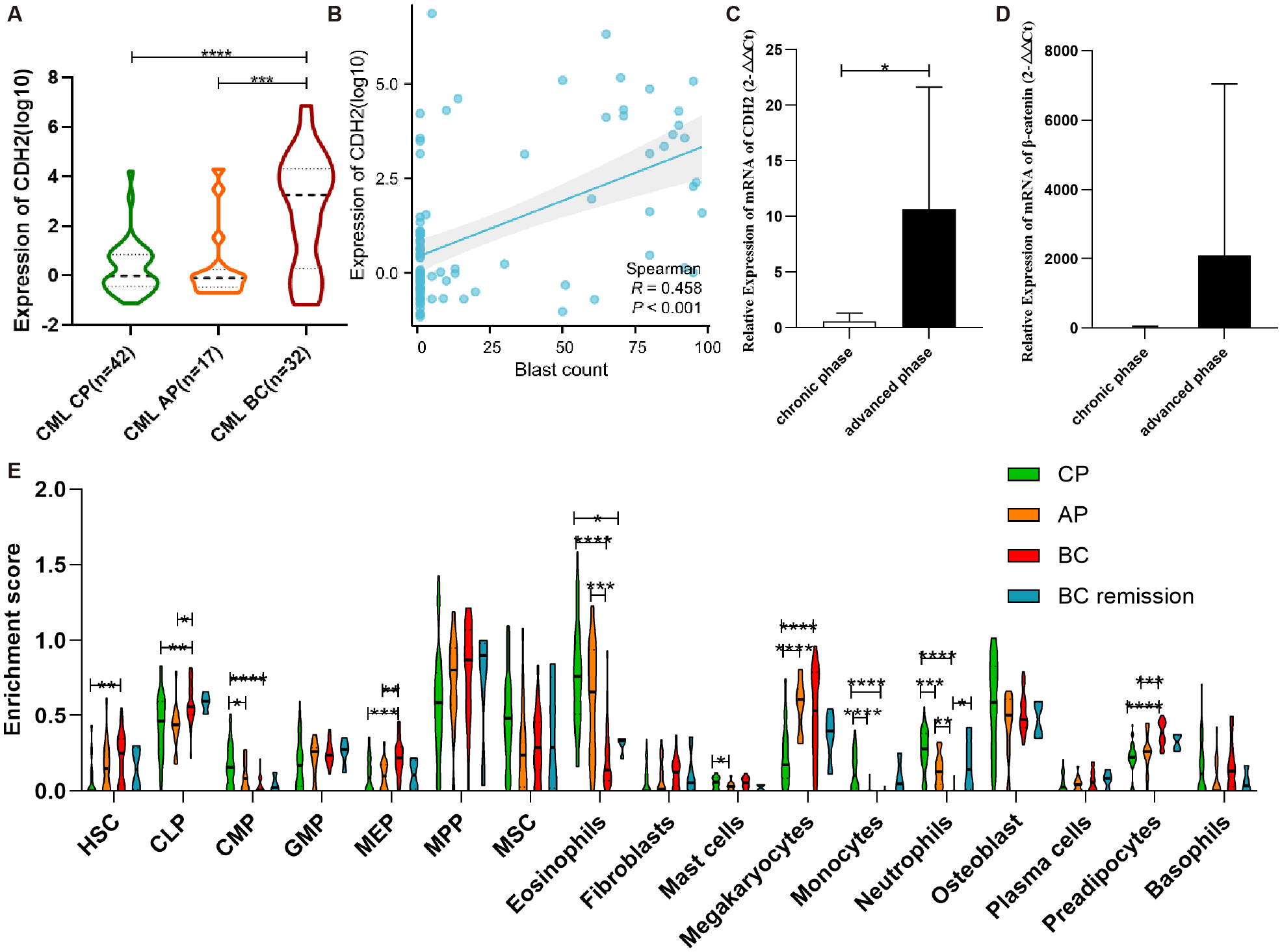 Violin plots and bar graphs analyzing CDH2 expression in various phases of chronic myeloid leukemia (CML). Panel A shows CDH2 expression in chronic phase (CP), accelerated phase (AP), and blast crisis (BC). Panel B illustrates a positive correlation between CDH2 expression and blast count. Panel C compares relative mRNA expression of CDH2 in chronic and advanced phases, showing higher levels in the advanced phase. Panel D displays mRNA expression of β-catenin, with variations between phases. Panel E highlights enrichment scores for different cell types and conditions, color-coded for CP, AP, BC, and BC remission, with significant differences denoted by asterisks.