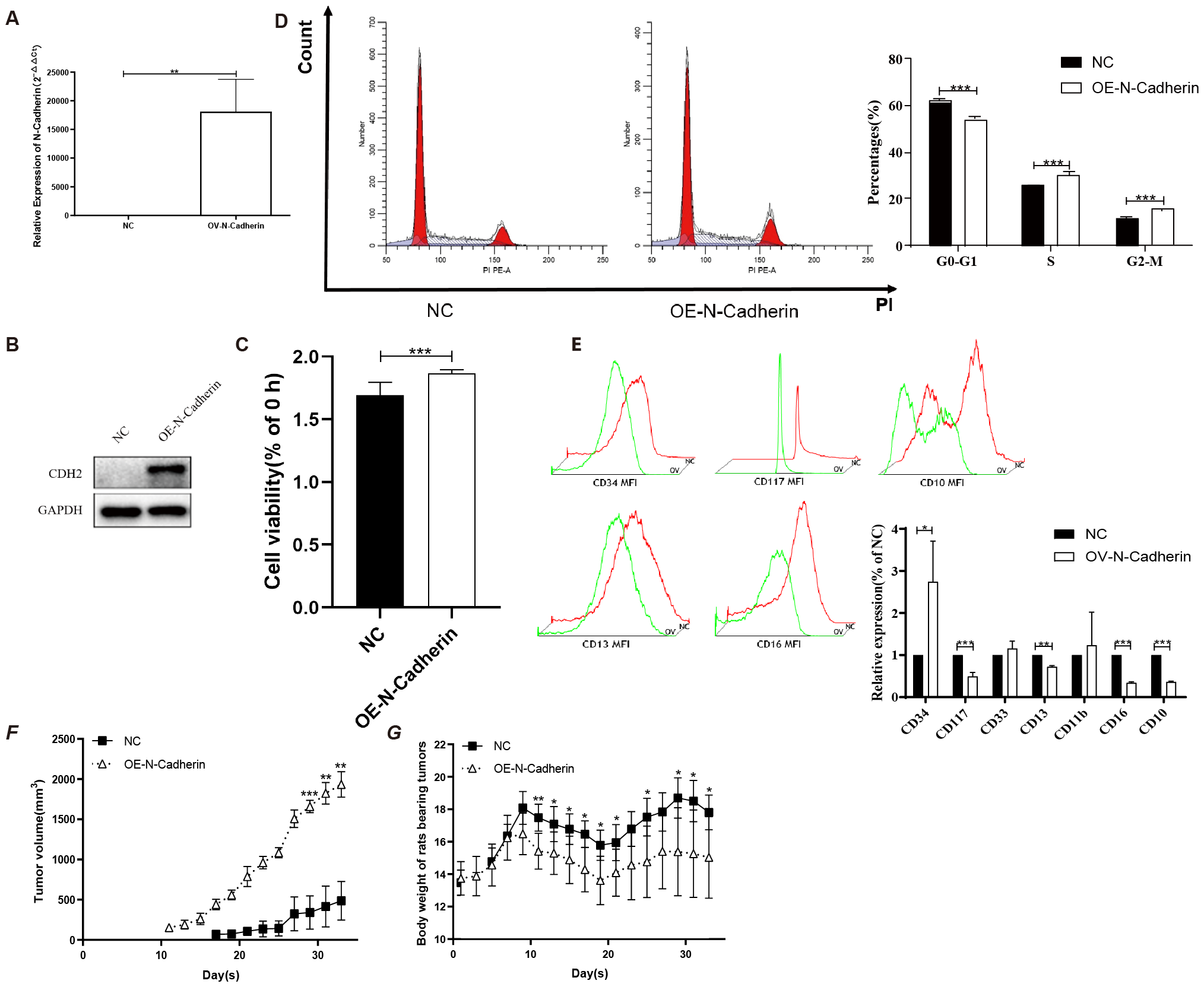 A scientific figure with multiple panels related to N-Cadherin overexpression: A. Bar graph showing increased expression of N-Cadherin in overexpressed (OE) group compared to control (NC). B. Western blot of CDH2 (N-Cadherin) and GAPDH in NC and OE-N-Cadherin conditions. C. Bar graph displaying cell viability percentages; OE-N-Cadherin group shows higher viability. D. Flow cytometry histograms and bar graph showing cell cycle distribution; significant differences observed between NC and OE-N-Cadherin. E. Flow cytometry on various CD markers; histograms and bar graph show altered expression levels. F. Tumor volume growth curves over thirty days, comparing NC and OE-N-Cadherin groups. G. Line graph of body weight over time for rats bearing tumors, contrasting NC and OE-N-Cadherin groups.