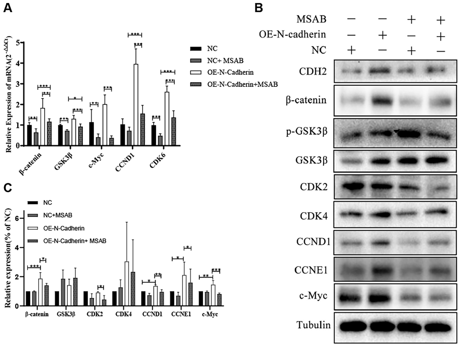 Panel A and C show bar graphs comparing the relative mRNA and protein expressions of various genes such as β-catenin, GSK3β, c-Myc, CCND1, and CDK6 under different conditions. Panel B presents Western blot images of protein expressions for markers like CDH2, β-catenin, and others under conditions of MSAB treatment, OE-N-cadherin expression, and controls. Bars and blot bands represent different experimental groups like NC, NC+MSAB, OE-N-Cadherin, and OE-N-Cadherin+MSAB. Significant differences are denoted by asterisks.