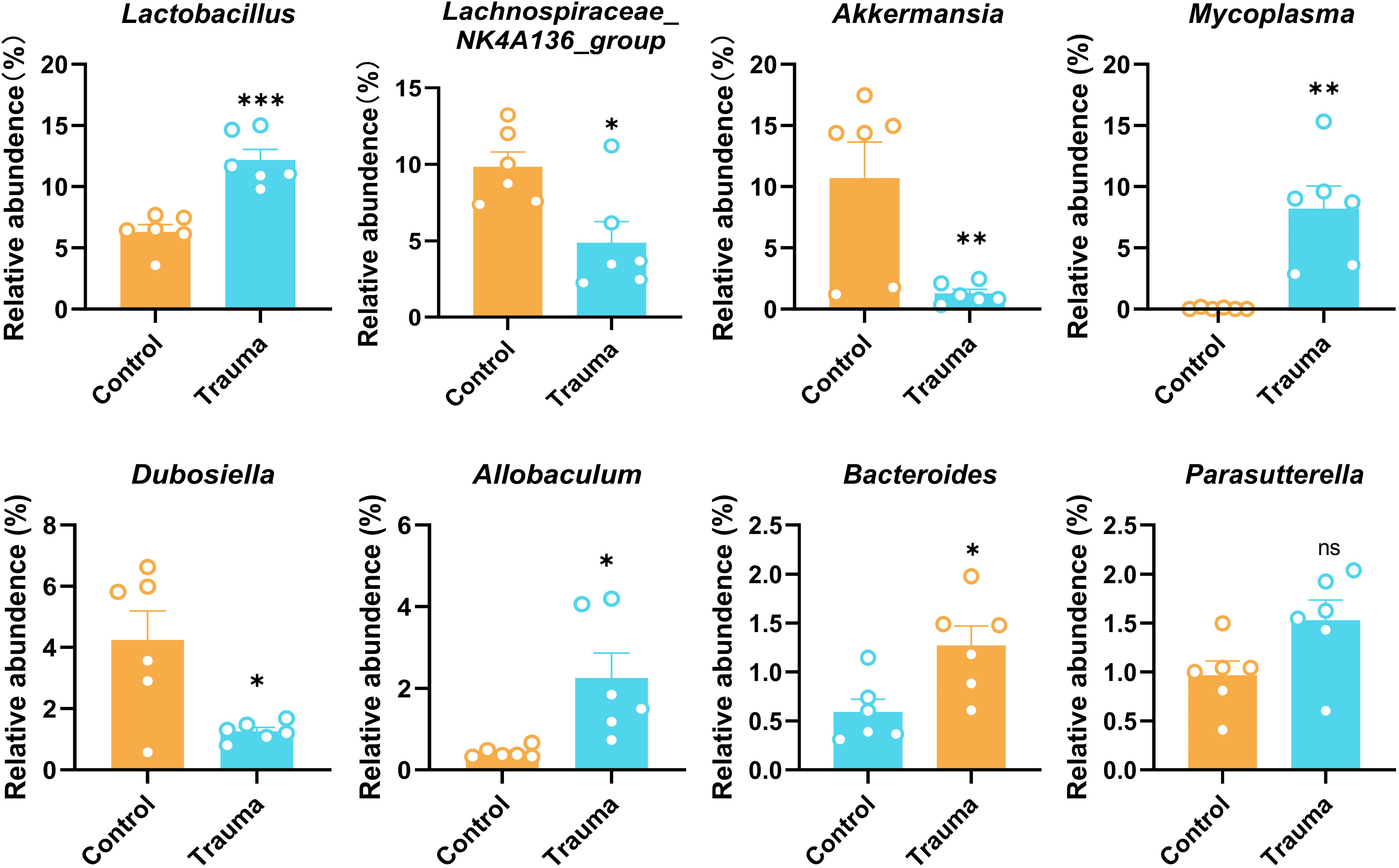 Bar charts comparing the relative abundance of various bacteria in control and trauma groups. Significant differences are marked by asterisks, with Lactobacillus showing a higher abundance in trauma, while Lachnospiraceae, Akkermansia, Dubosiella, and Bacteroides are higher in controls. Mycoplasma and Allobaculum are more abundant in trauma. Parasutterella shows no significant difference.