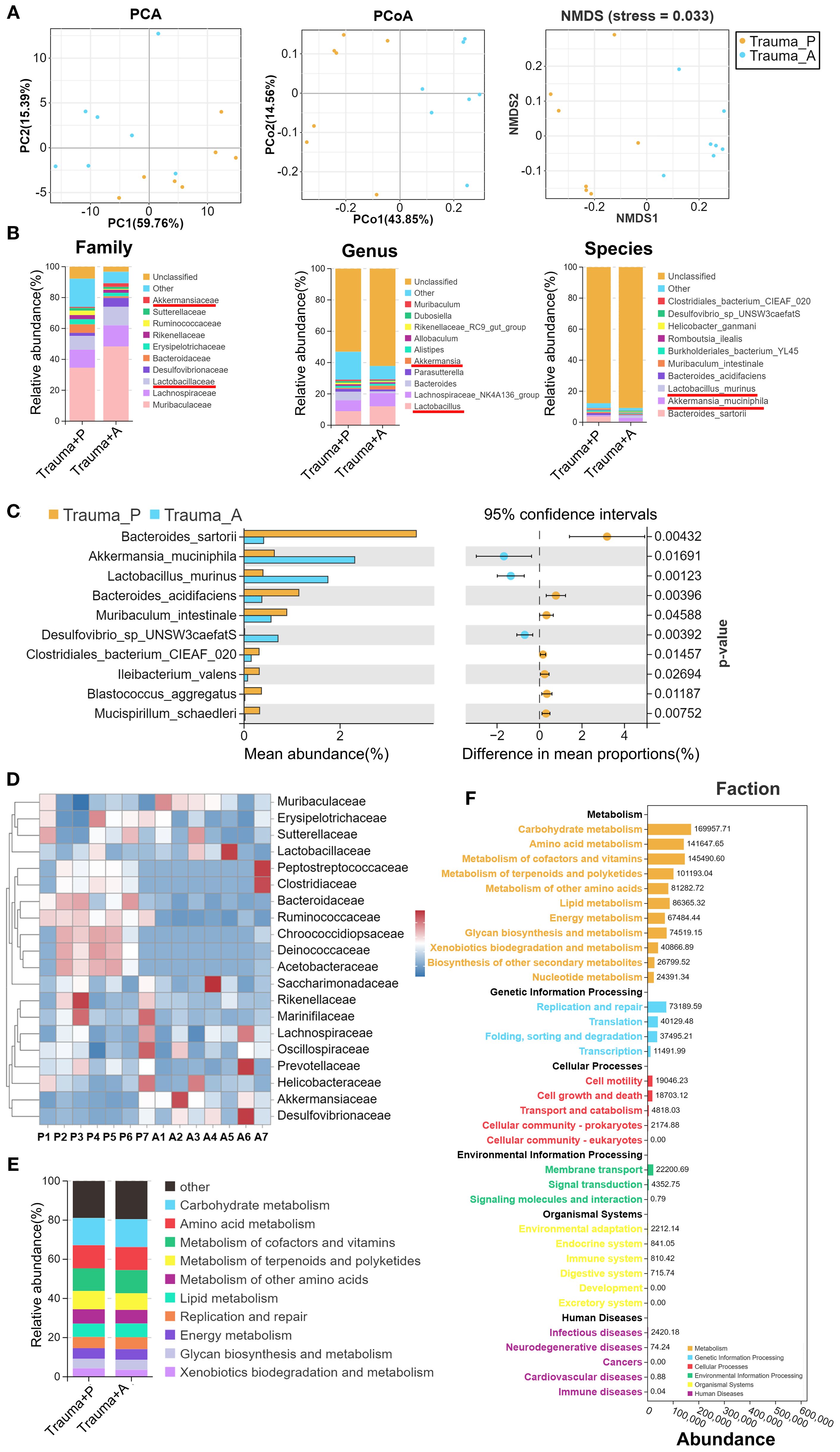 Composite image showcasing gut microbiota analysis in trauma patients. Panel A shows PCA, PCoA, and NMDS plots differentiating Trauma_P and Trauma_A groups. Panel B presents bar charts of relative abundance by family, genus, and species. Panel C illustrates mean abundance and confidence intervals for specific bacteria. Panel D displays a heatmap of bacterial families across samples. Panel E shows relative abundance of metabolic pathways. Panel F provides detailed abundance data on various metabolic and genetic information processing functions.