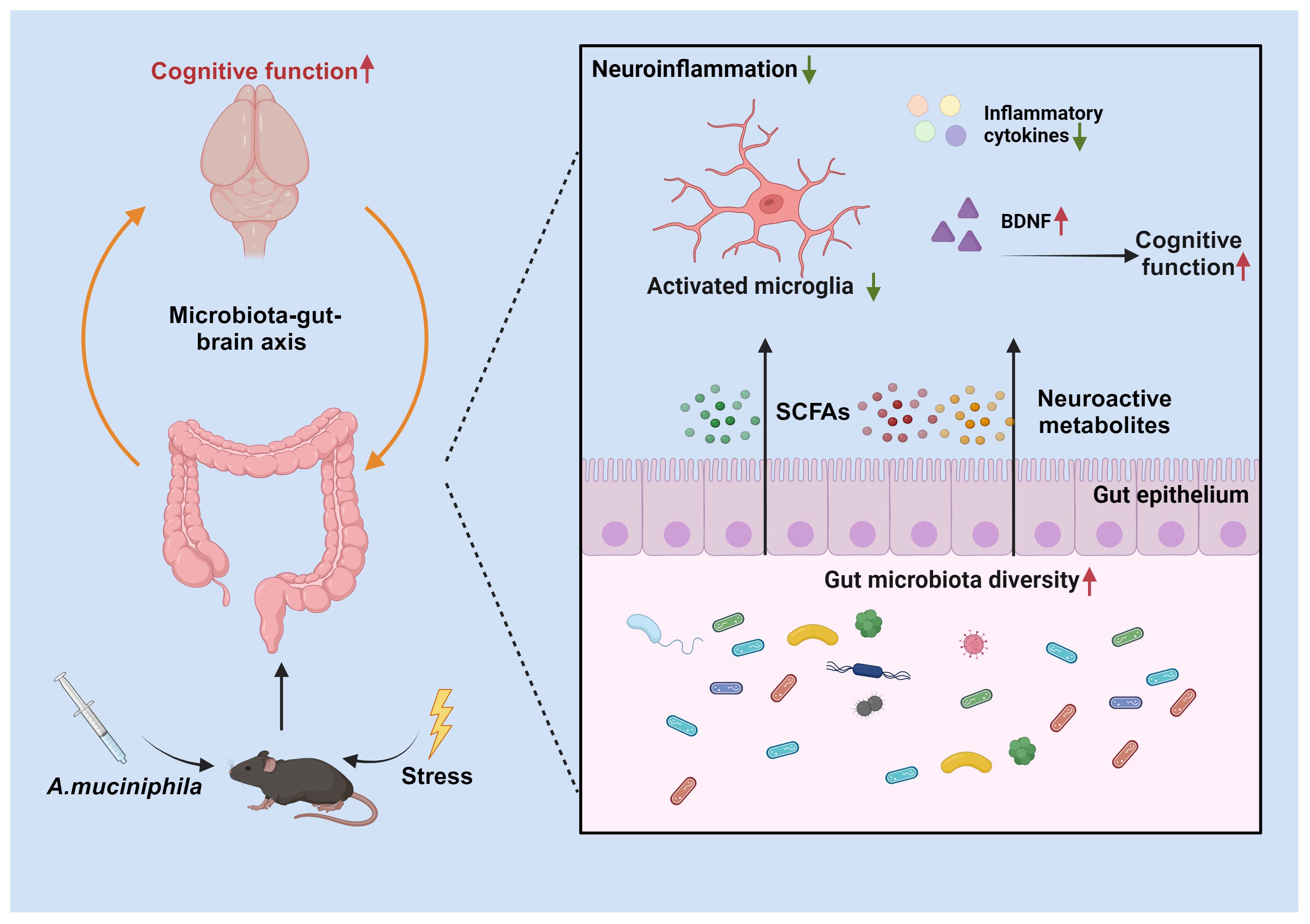 Diagram illustrating the microbiota-gut-brain axis. A mouse is shown with arrows indicating effects of stress and administration of A. muciniphila. Gut microbiota diversity affects the production of SCFAs and neuroactive metabolites, influencing neuroinflammation, activated microglia, and inflammatory cytokines, which in turn affect cognitive function. BDNF and cognitive function are shown to increase.