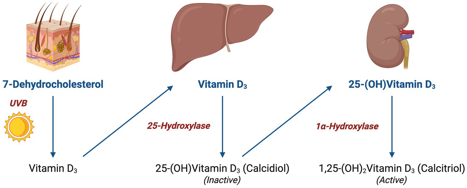 Diagram showing the synthesis of Vitamin D. UVB rays convert 7-dehydrocholesterol in the skin to Vitamin D3. In the liver, 25-hydroxylase transforms Vitamin D3 to 25-(OH)Vitamin D3 (inactive). In the kidney, 1α-hydroxylase converts this to 1,25-(OH)2Vitamin D3 (active).