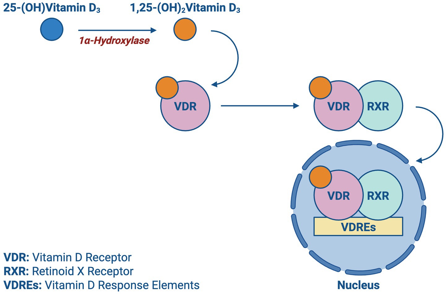 Diagram showing vitamin D metabolism and binding process. 25-(OH)Vitamin D₃ converts to 1,25-(OH)₂Vitamin D₃ via 1α-Hydroxylase. It binds to the Vitamin D Receptor (VDR), forming a complex with Retinoid X Receptor (RXR) that enters the nucleus and interacts with Vitamin D Response Elements (VDREs).