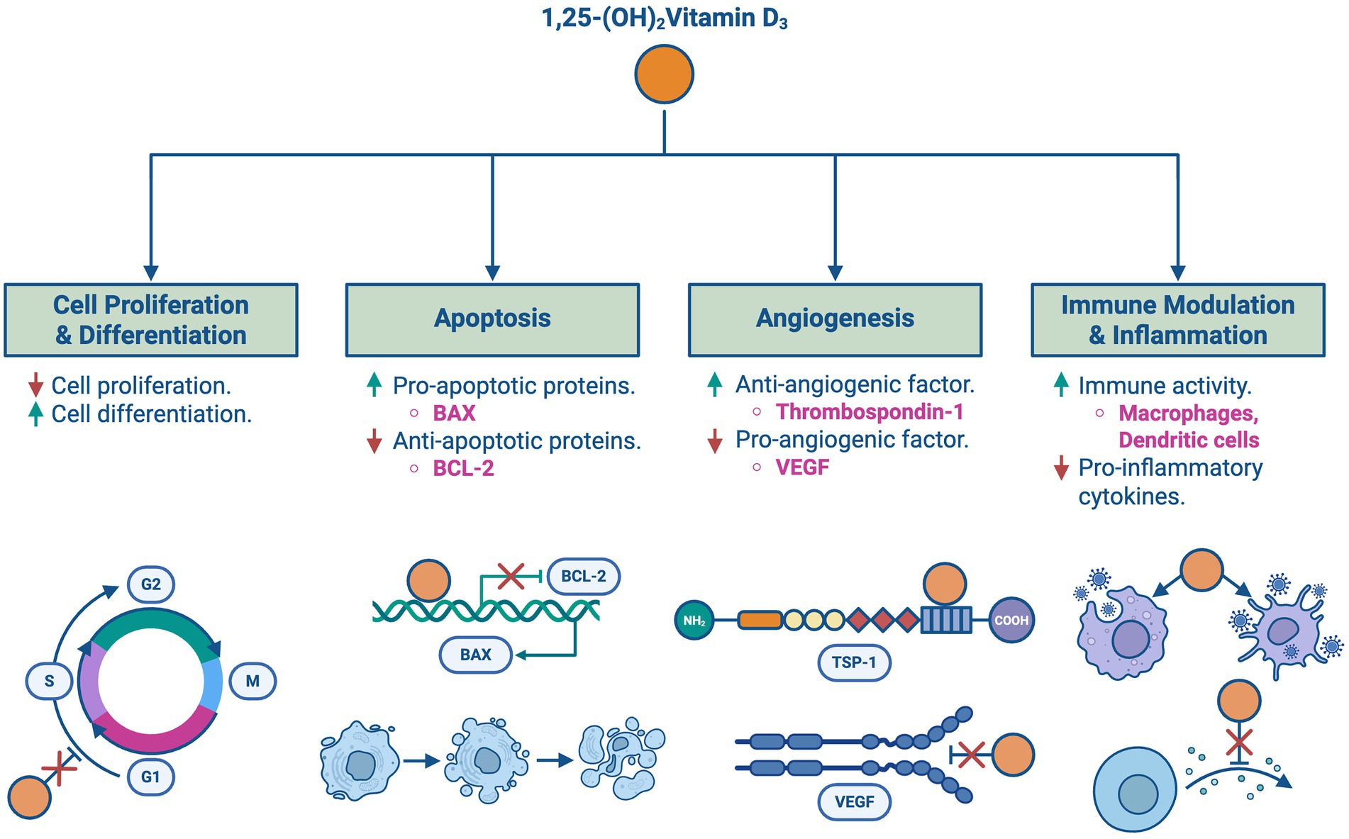 Diagram illustrating the effects of 1,25-(OH)₂ Vitamin D₃ on four biological processes: Cell Proliferation and Differentiation, Apoptosis, Angiogenesis, and Immune Modulation and Inflammation. Each section shows regulatory pathways and impacted factors, including pro-apoptotic and anti-apoptotic proteins, anti-angiogenic and pro-angiogenic factors, and immune cells. Key elements include BAX, BCL-2, Thrombospondin-1, VEGF, macrophages, dendritic cells, and cytokines. Visual representations accompany each section.