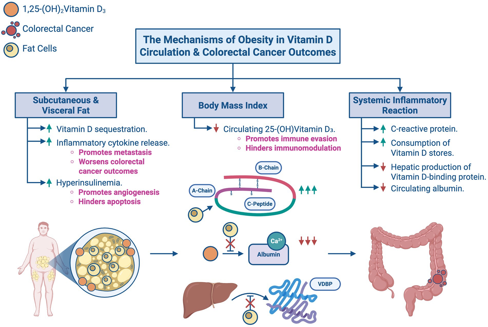 Flowchart illustrating mechanisms of obesity impacting vitamin D circulation and colorectal cancer outcomes. It highlights subcutaneous and visceral fat causing vitamin D sequestration, cytokine release, and hyperinsulinemia. Body Mass Index affects circulating vitamin D, promoting immune evasion. Systemic inflammation involves increased C-reactive protein and decreased hepatic vitamin D-binding protein production. Icons depict vitamin D, cancer, and fat cells, alongside body, liver, and intestine illustrations.