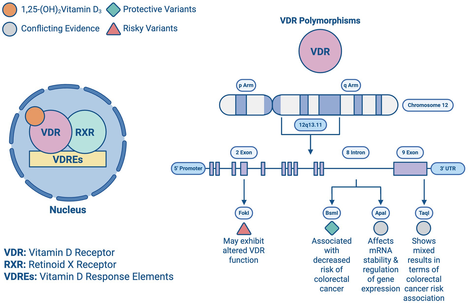 Diagram illustrating VDR polymorphisms. On the left, a nucleus contains Vitamin D Receptor (VDR) and Retinoid X Receptor (RXR) interacting with Vitamin D Response Elements (VDREs). On the right, a chromosome map shows VDR located at 12q13.11 on chromosome 12, detailing gene segments and polymorphisms: FokI, BsmI, ApaI, and TaqI. Symbols indicate 1,25-(OH)2Vitamin D3, protective variants, risky variants, and conflicting evidence. FokI risks altered VDR function; BsmI lowers colorectal cancer risk; ApaI affects mRNA stability; TaqI shows mixed cancer risk evidence.