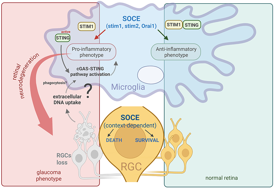 Diagram illustrating microglia's role in retinal health and disease. On the left, it shows a pro-inflammatory response leading to retinal neurodegeneration and glaucoma. This involves STING activation, cGAS-STING pathway, and extracellular DNA uptake. RGC loss is indicated. On the right, it depicts anti-inflammatory phenotypes in a normal retina context. SOCE and STIM1 involvement are noted, with context-dependent RGC survival or death.