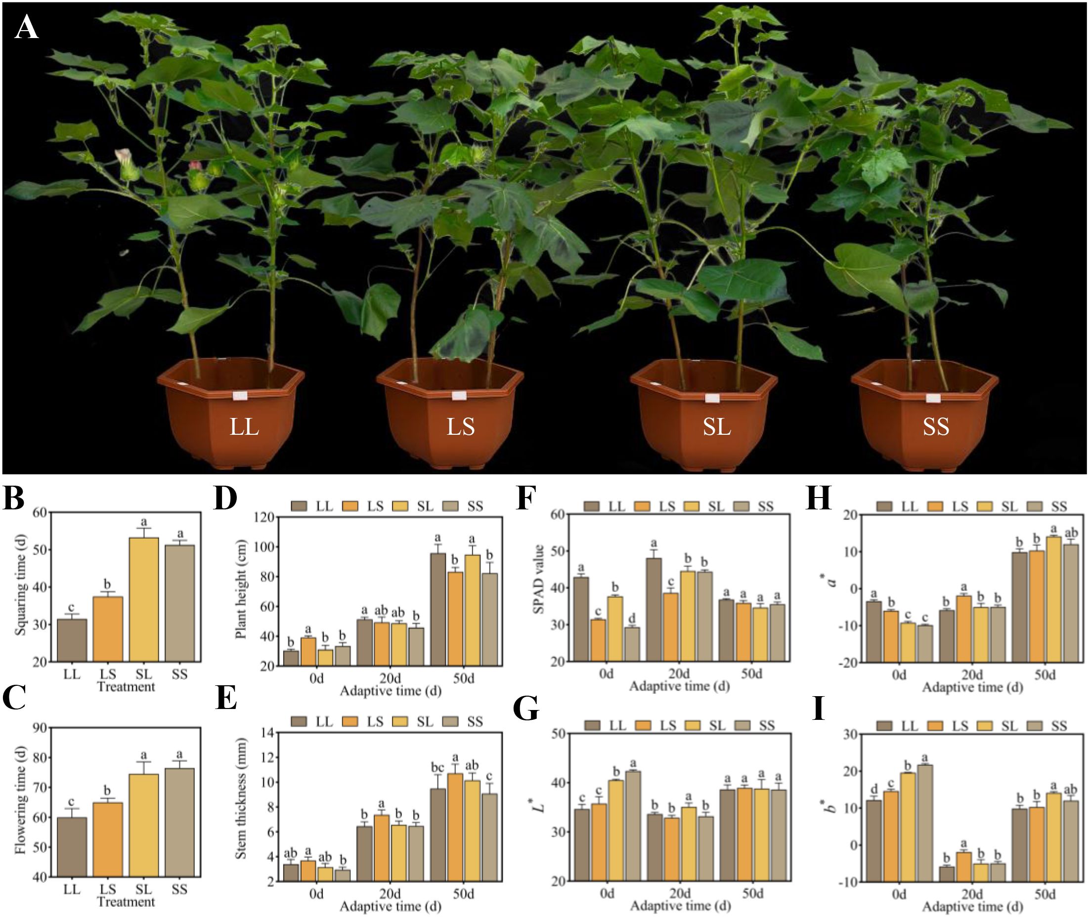 Panel A shows four potted plants labeled LL, LS, SL, and SS, showcasing different growth conditions. Panels B to I display various bar graphs illustrating plant properties like squaring time, flowering time, plant height, stem thickness, SPAD value, and color indexes over time across the treatments. Each graph uses shades to differentiate between the treatments.