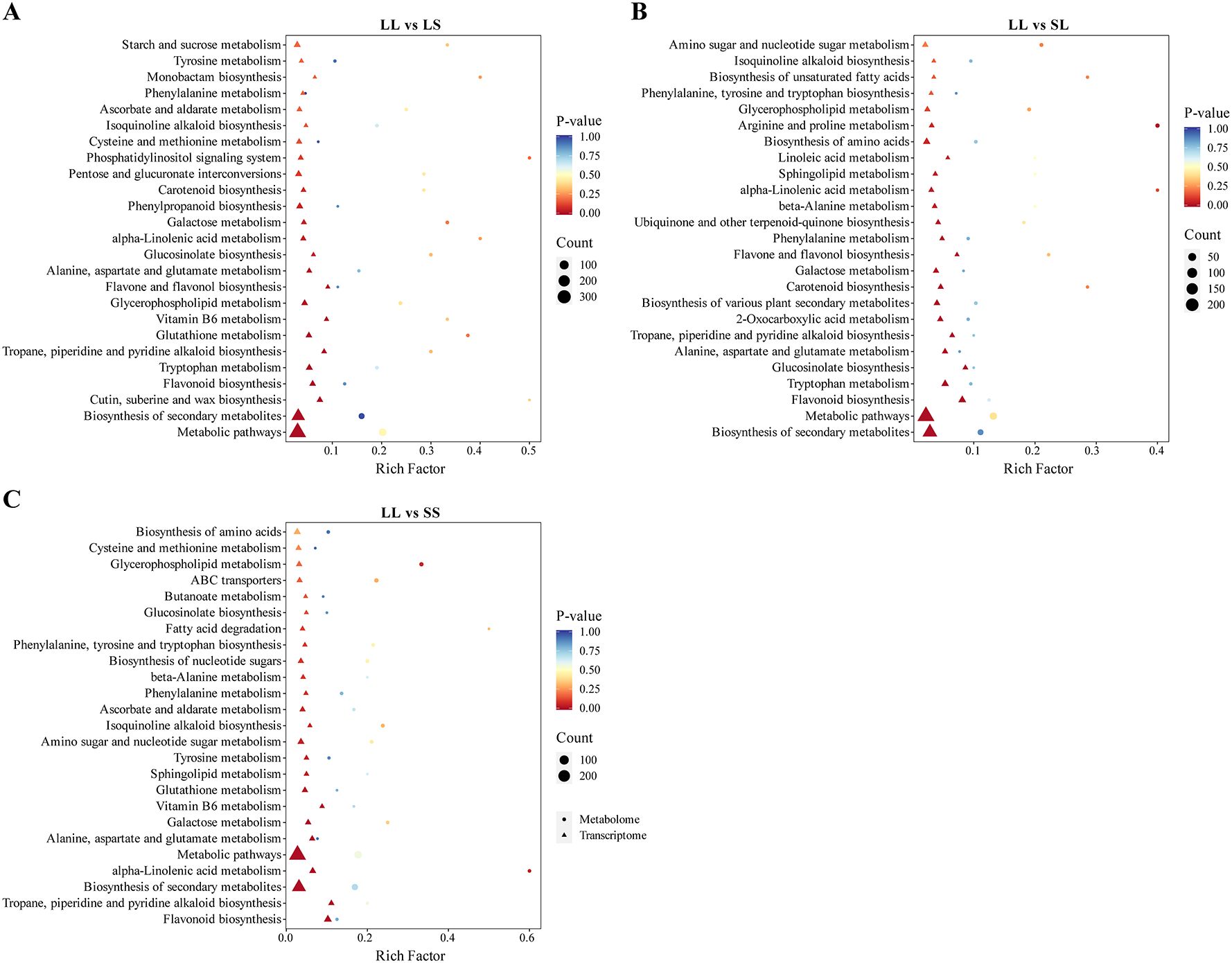 Three scatter plots labeled A, B, and C compare metabolic pathways based on Rich Factor, P-value, and Count across different conditions: LL vs LS, LL vs SL, and LL vs SS. Each plot shows data points representing various metabolic and biosynthetic pathways, color-coded by P-value, with larger symbols indicating higher counts. P-values range from 0.00 to 1.00, and count scales from 50 to 300, distinguished by triangles and circles for metabolome and transcriptome, respectively.