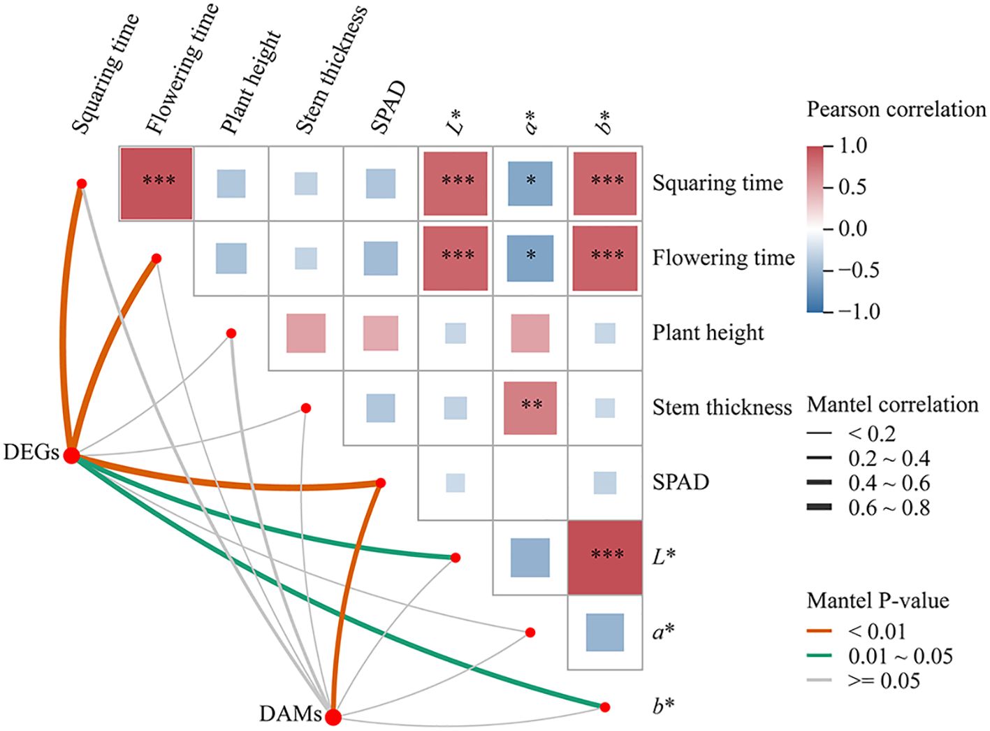 Correlation matrix and network diagram showing relationships between plant traits and variables, such as squaring time, flowering time, and plant height. Cells are colored based on Pearson correlation values, with red indicating positive and blue negative correlations. Significant correlations are marked with asterisks. Mantel correlation lines connect DEGs and DAMs, color-coded by P-values. A legend explains the color and line thickness coding.