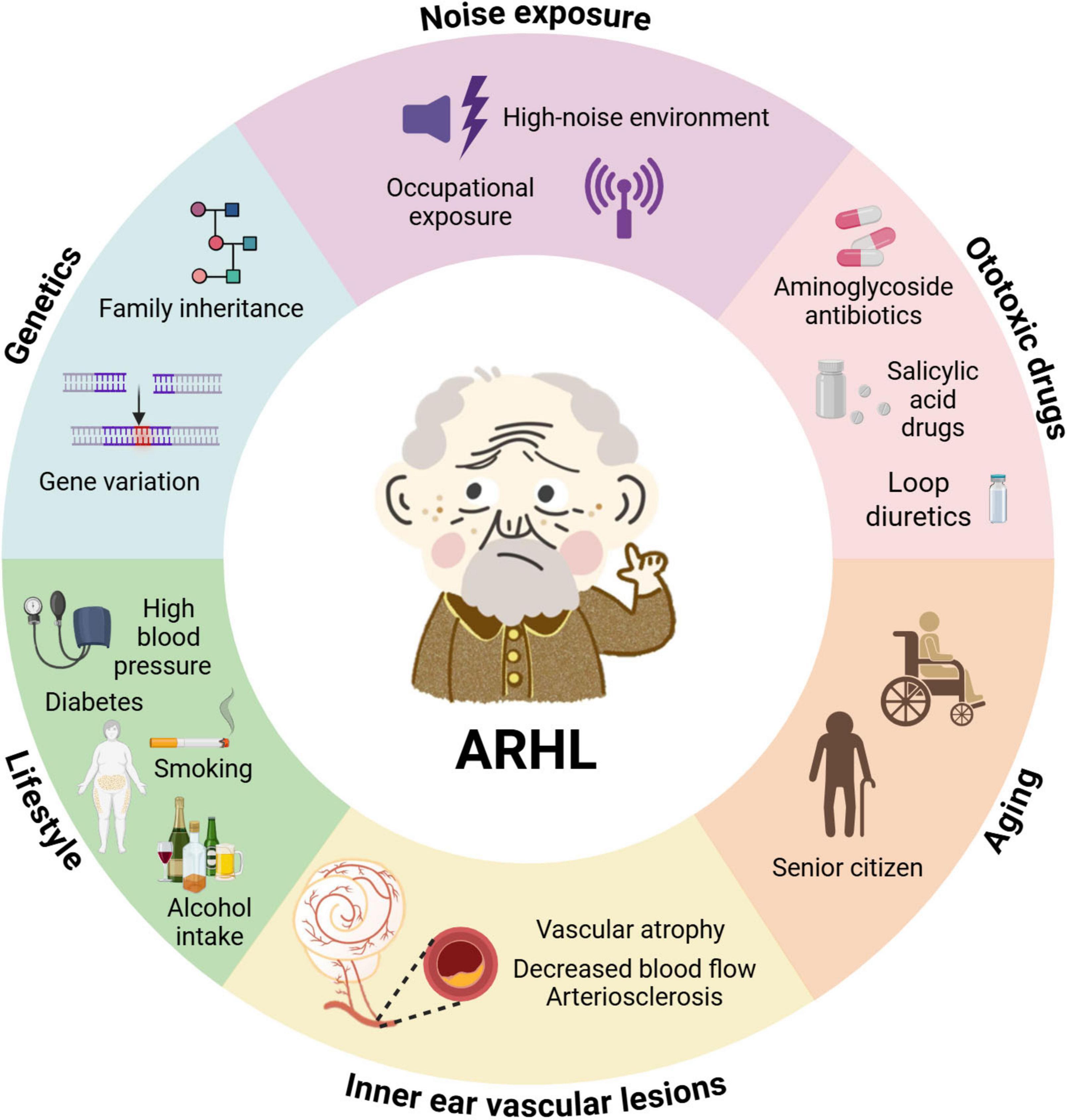 Illustration depicting factors contributing to Age-Related Hearing Loss (ARHL) around a central elderly figure. Sections include genetics (family inheritance, gene variation), lifestyle (high blood pressure, diabetes, smoking, alcohol intake), noise exposure (high-noise environment, occupational exposure), ototoxic drugs (aminoglycoside antibiotics, salicylic acid drugs, loop diuretics), aging (senior citizen), and inner ear vascular lesions (vascular atrophy, decreased blood flow, arteriosclerosis).