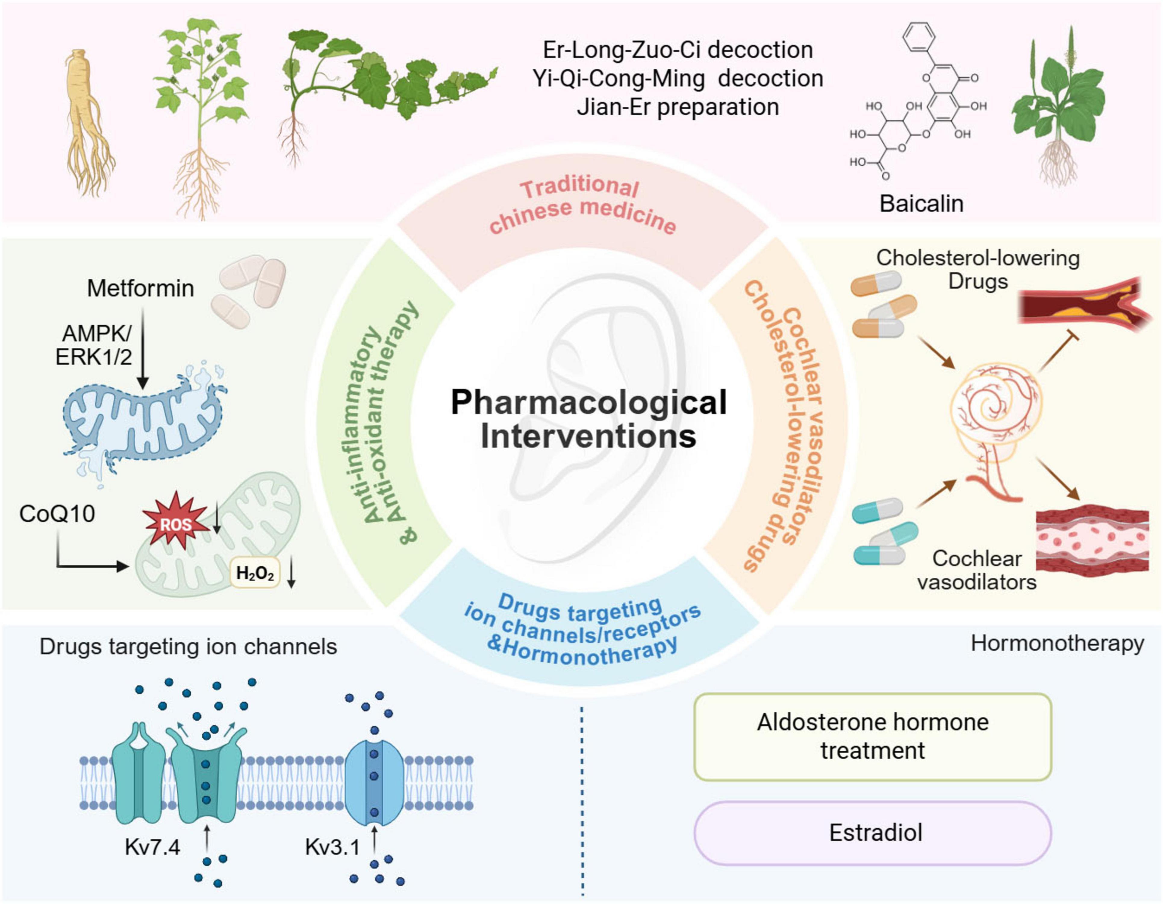 Diagram illustrating pharmacological interventions in various categories for hearing-related treatments. Central circle labeled “Pharmacological Interventions” with four surrounding categories: Traditional Chinese Medicine, Anti-inflammatory & Antioxidant Therapy, Drugs Targeting Ion Channels/Receptors & Hormone Therapy, and Cochlear Vasodilator & Cholesterol-lowering Drugs. Each category contains specific substances or treatments, like Er-Long-Zuo-Ci decoction and Baicalin for Traditional Chinese Medicine, Metformin for anti-inflammatory therapy, ion channel-targeting drugs for ion channel therapy, and Aldosterone hormone treatment for hormone therapy. Illustrations of plants, chemical structures, drugs, and molecular pathways included.